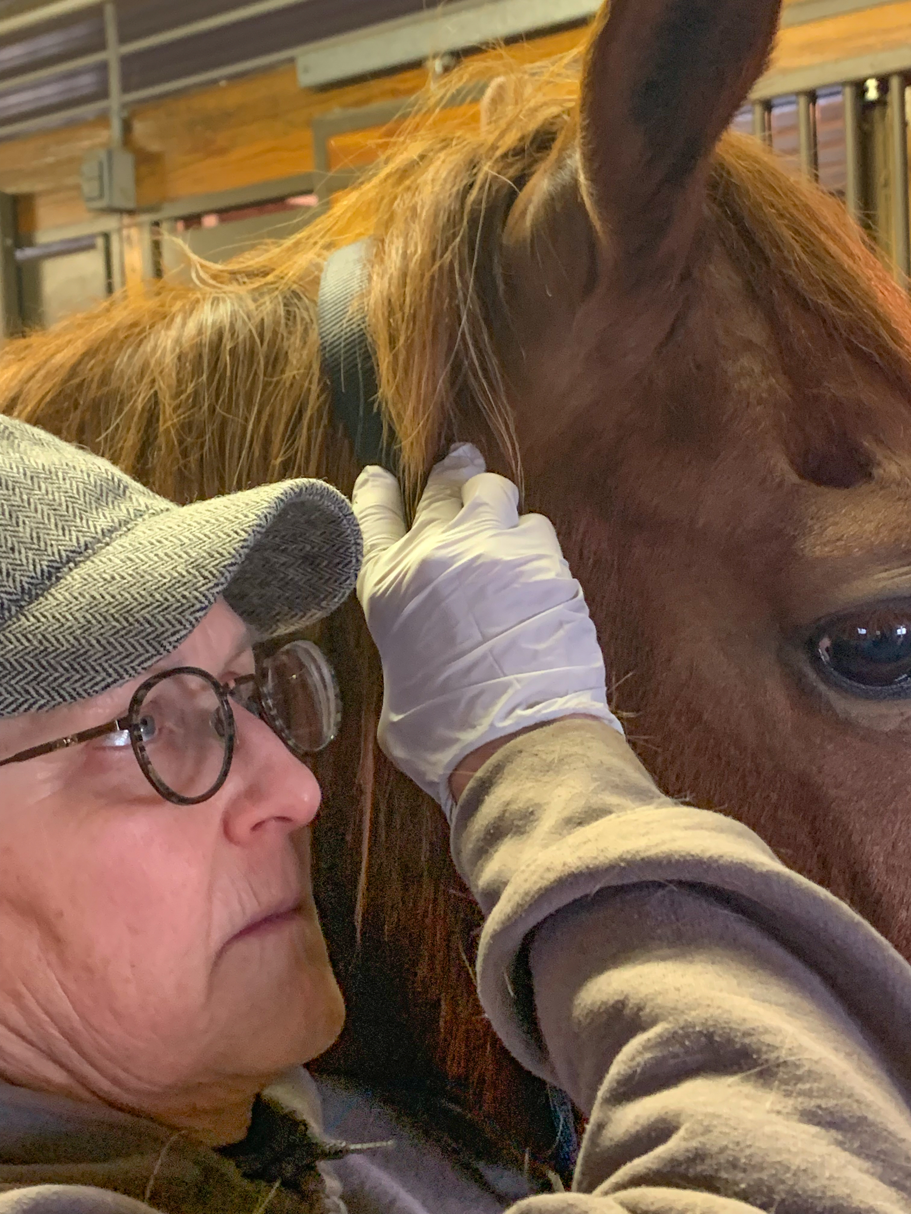 Horses need chiropractors? - Vimarsana News