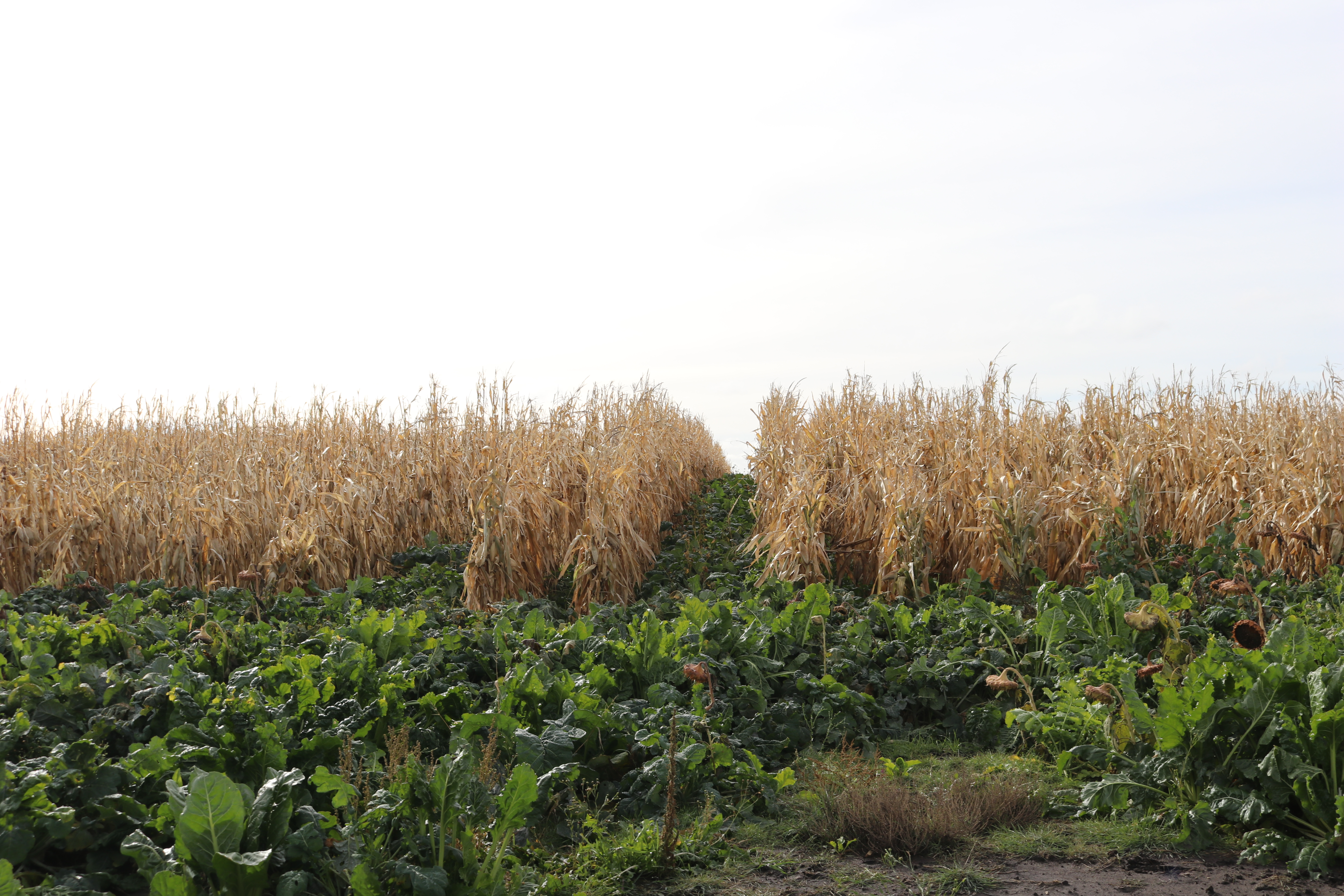 On National Ag Day, we reflect on ag in a changing climate - Vimarsana News
