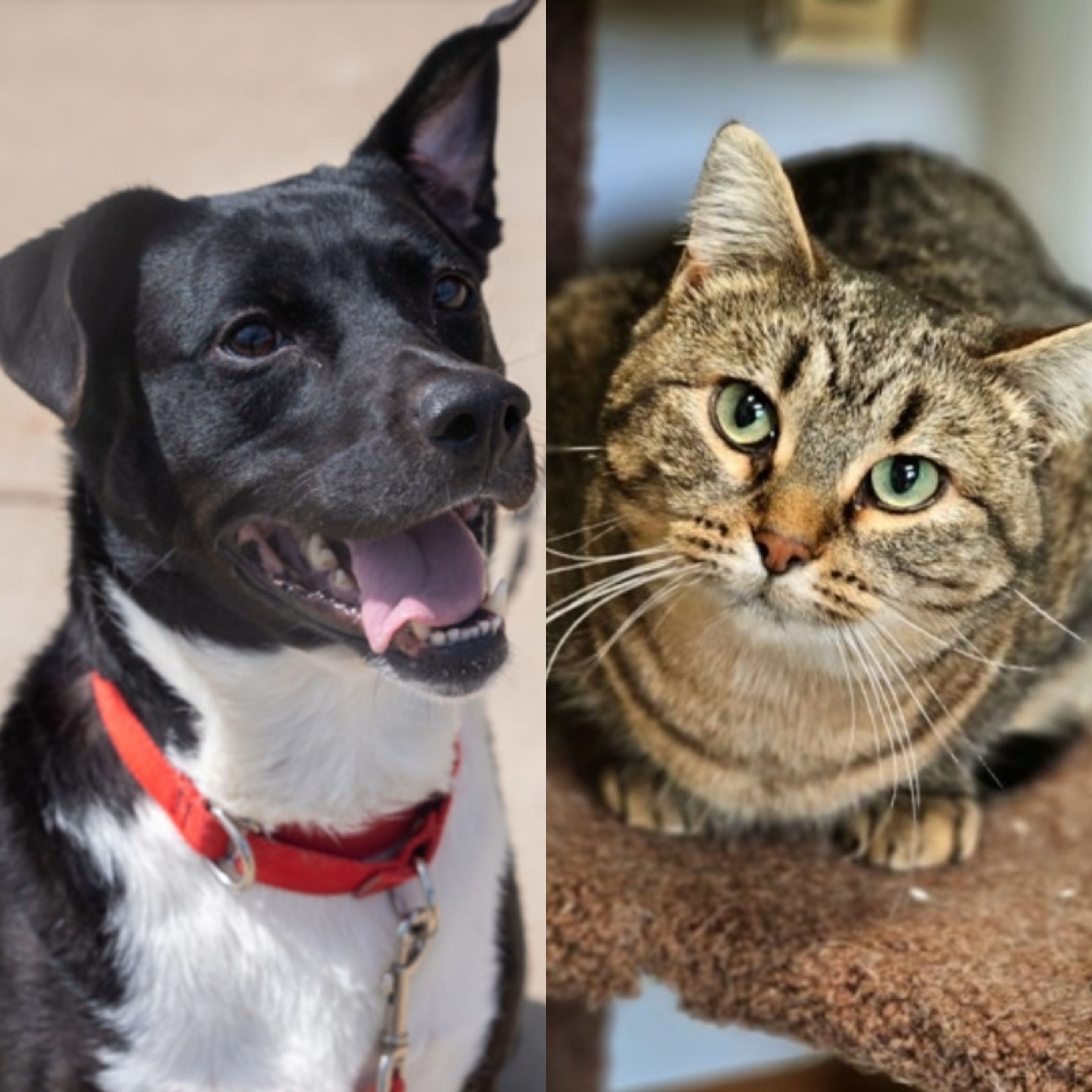 Pets of the Week: Meet Penguin and Hattie - Vimarsana News
