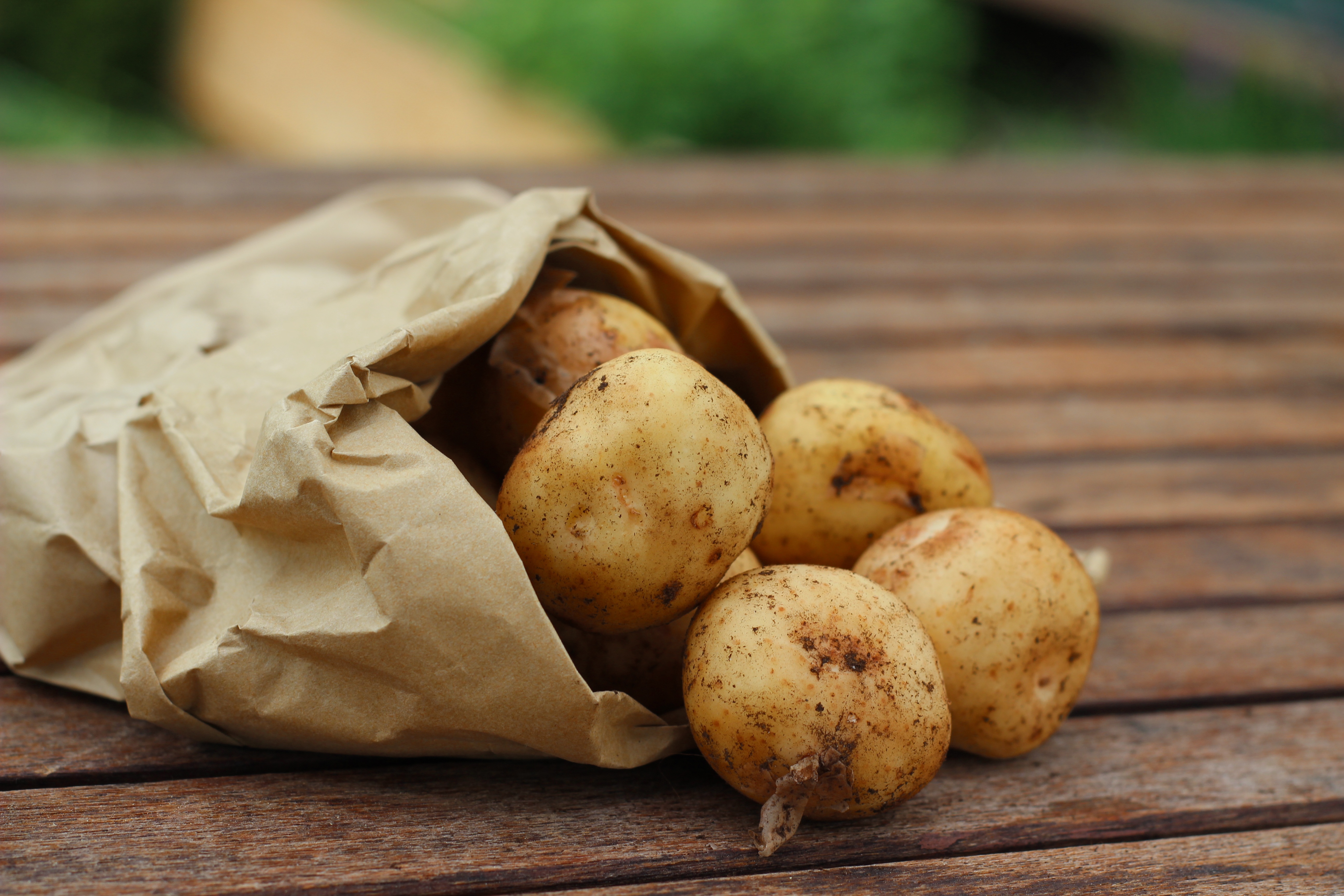 How to plant potatoes - Vimarsana News