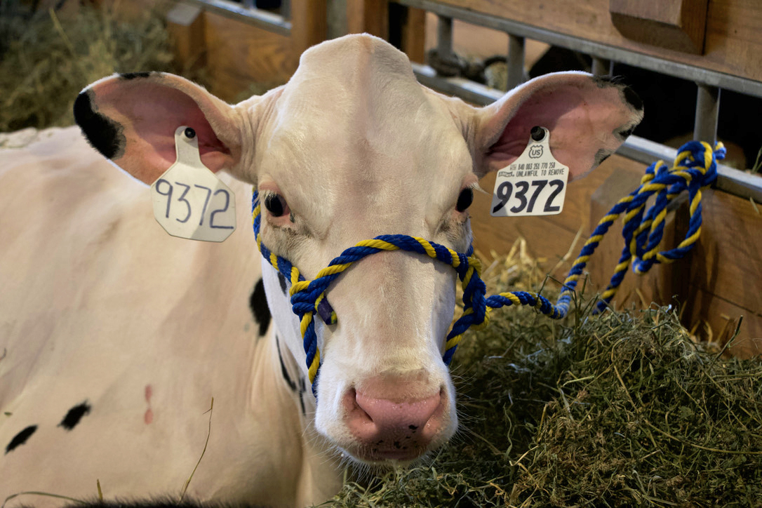 Bovine-inclined North Dakota lawmakers pass bill to allow farmer-to-consumer raw milk sales - Vimarsana News
