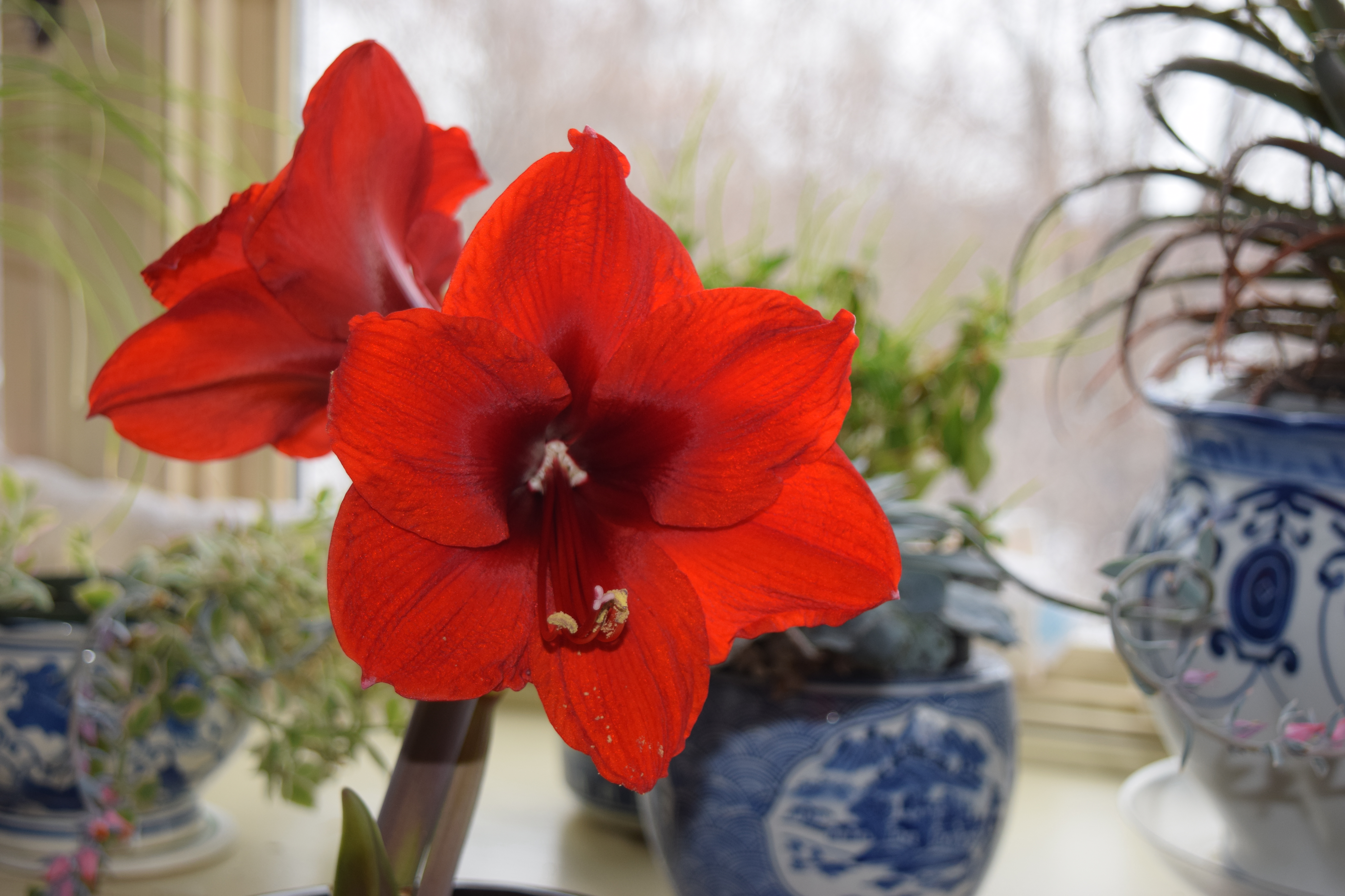 Ask the Master Gardener: Now is the time to prepare amaryllis plants for a holiday bloom - Vimarsana News