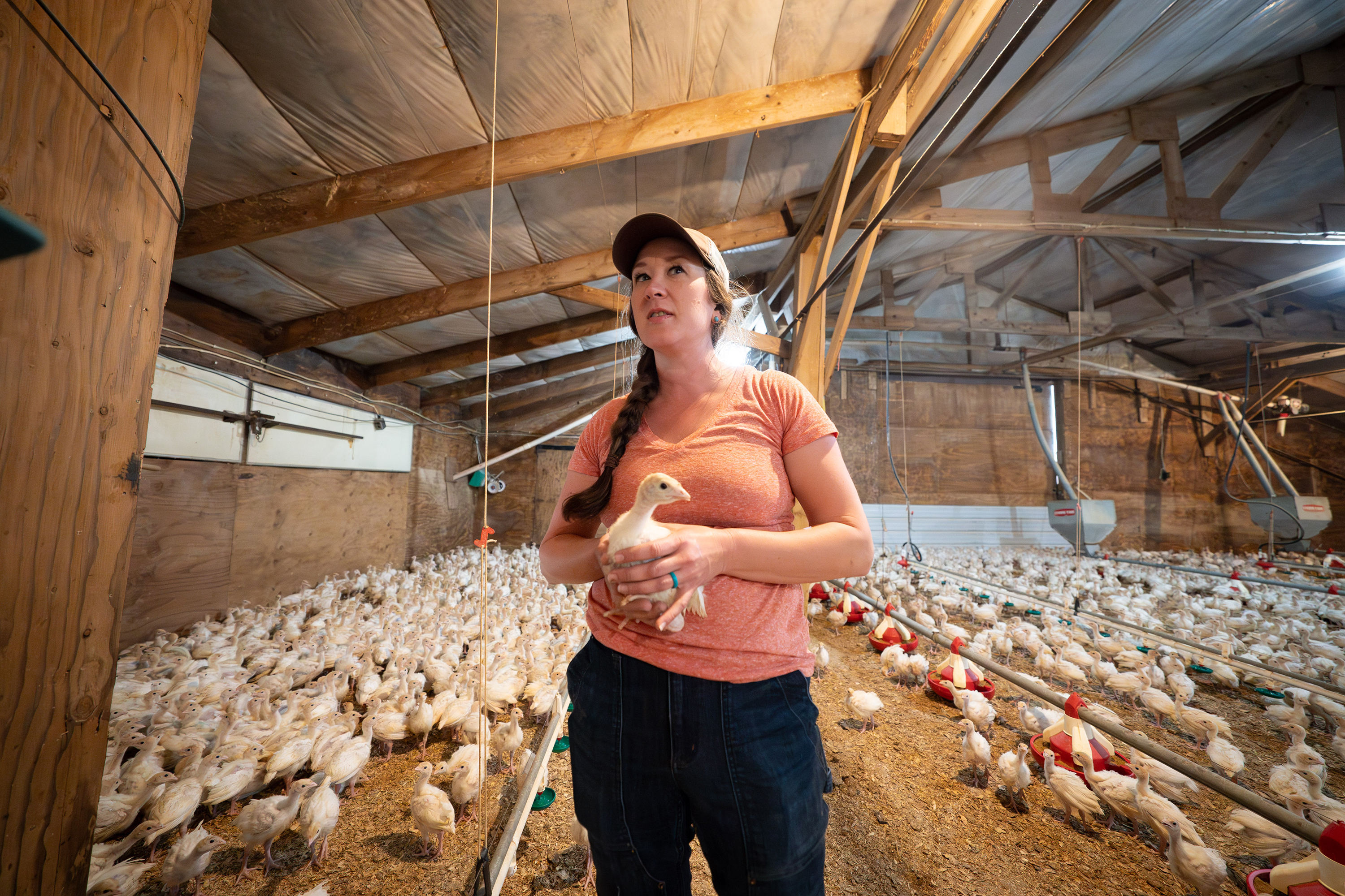 Minnesota turkey farmers say expanded rural broadband could help combat bird flu - Vimarsana News