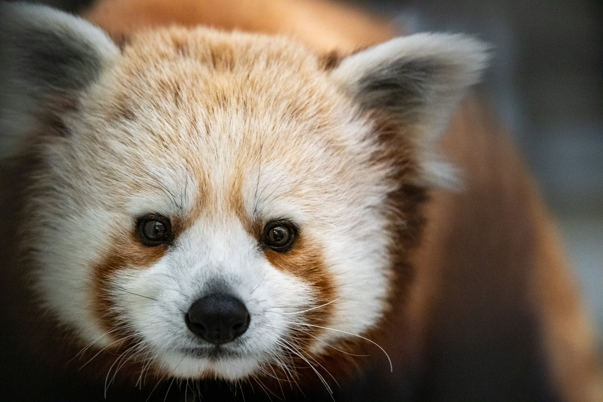 First red panda arrives at Lake Superior Zoo - Vimarsana News