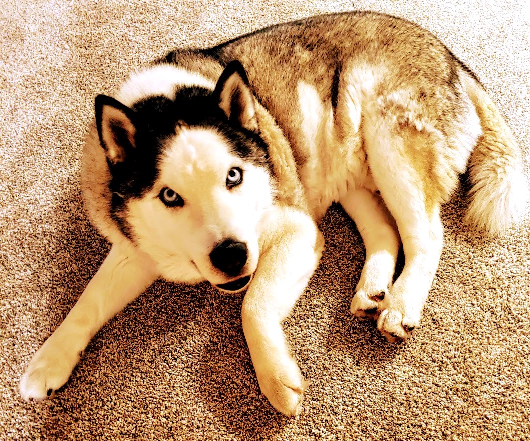 Finding Faith: Faithful Cody has earned his rest - Vimarsana News