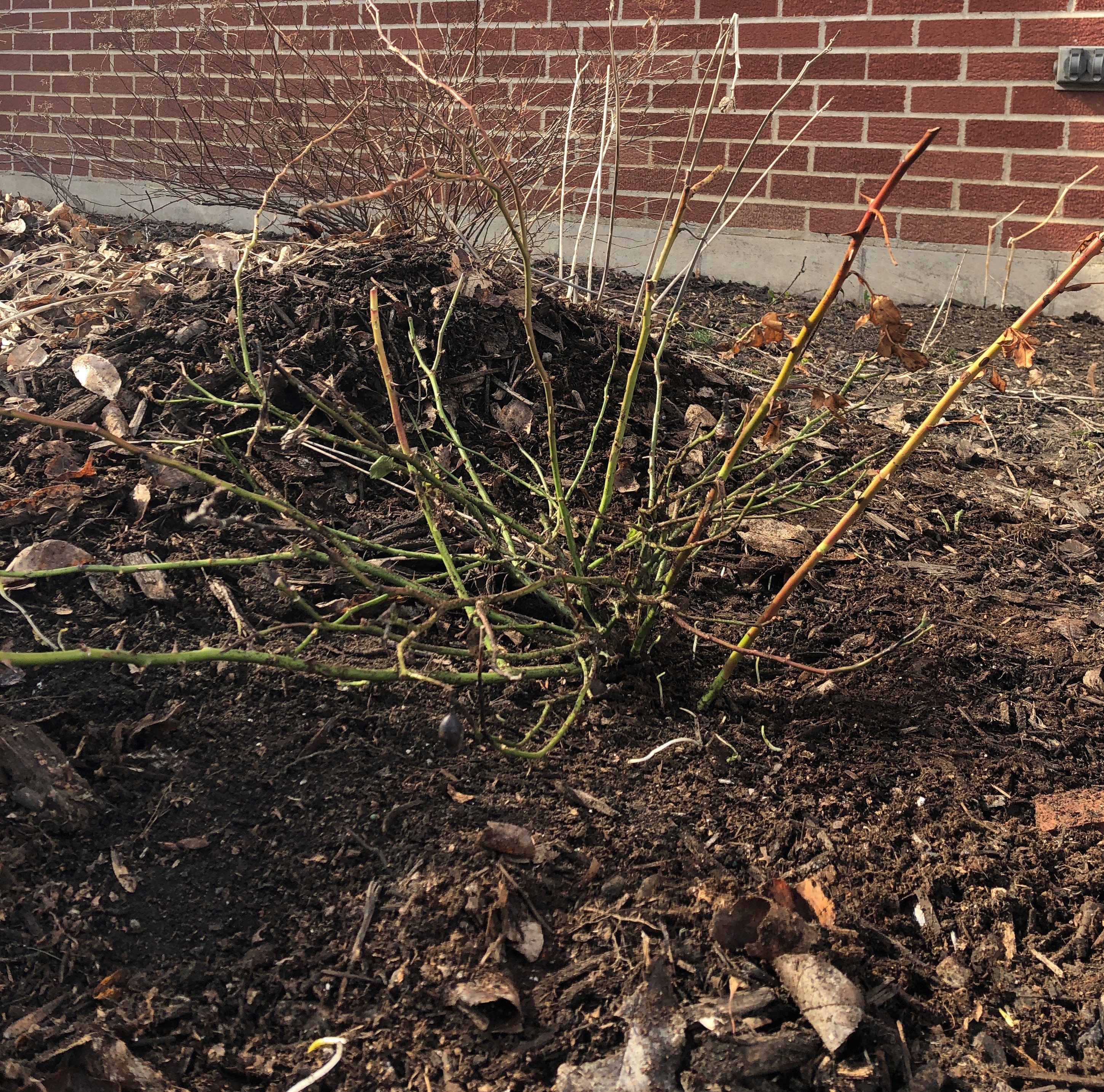 Fielding Questions: Rose pruning, fruit tree pollination, evergreen recommendation - Vimarsana News