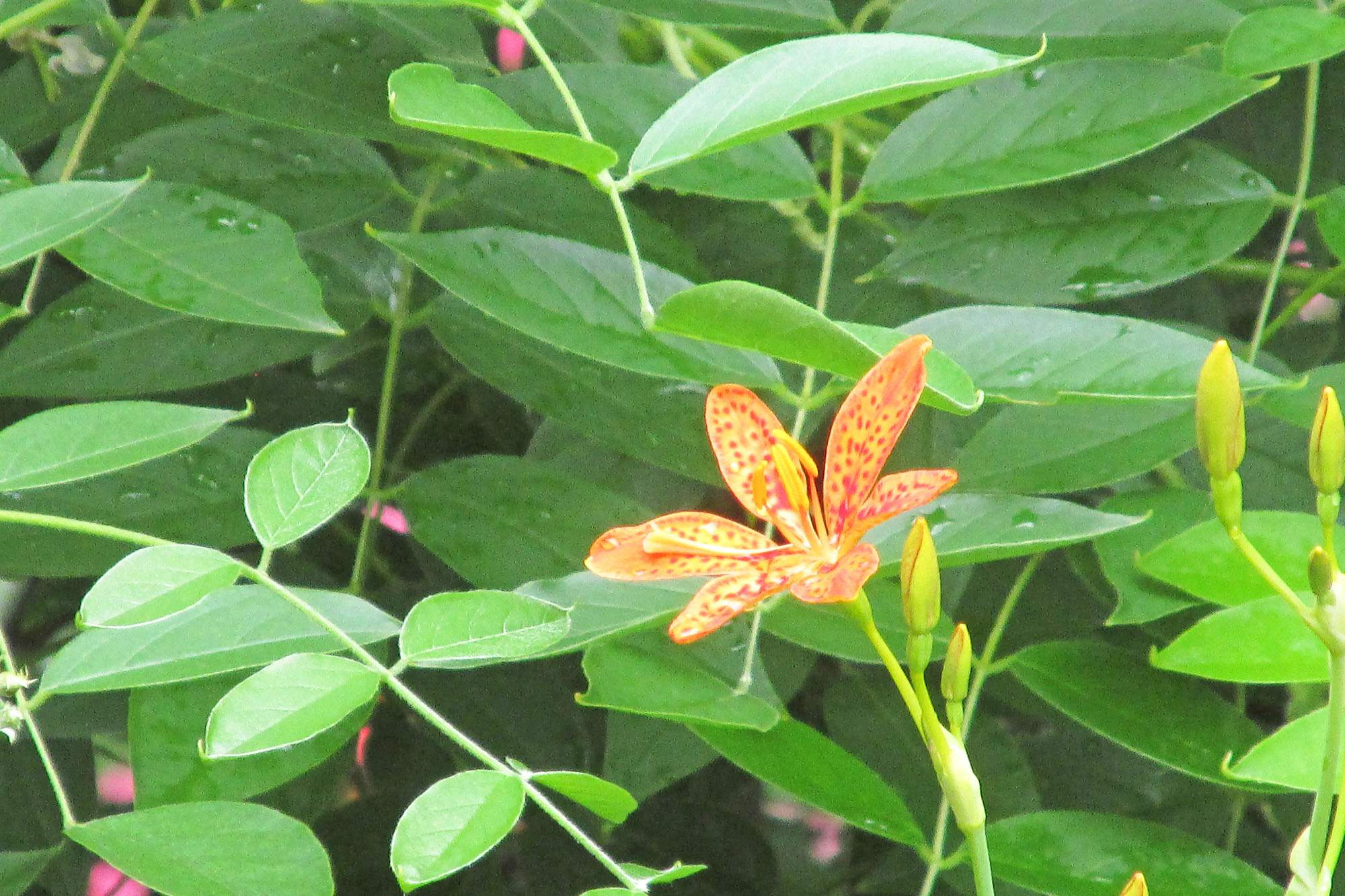 The 33rd AAUW Garden Tour is here - Vimarsana News