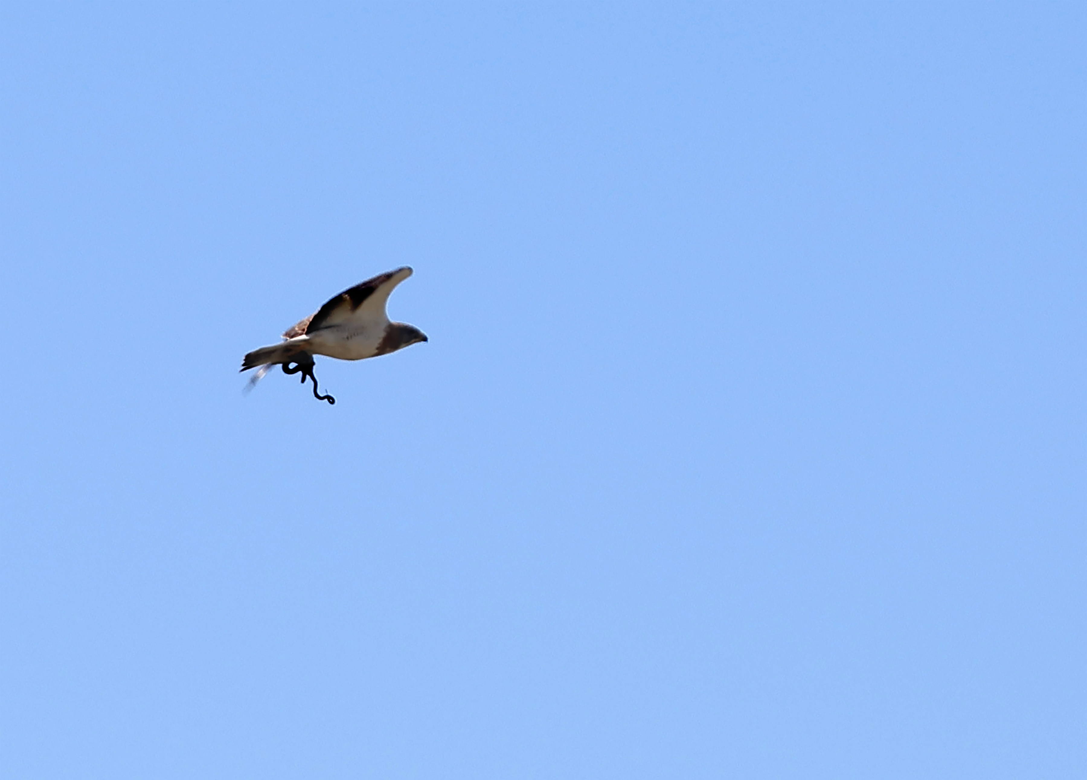 PHOTOS: Catching southwest Minnesota wildlife in the great outdoors - Vimarsana News