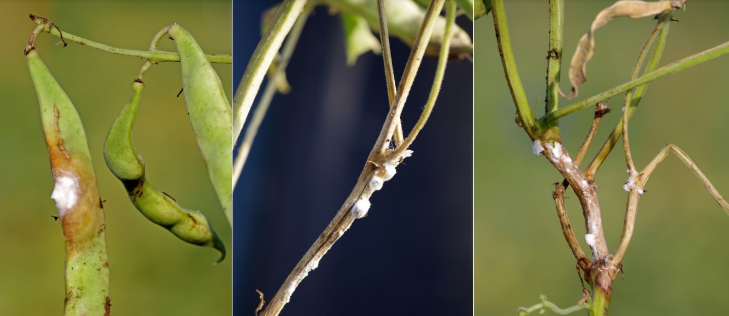 Fungicide timing for white mold is tough, but droplet size is an easy optimization - Vimarsana News