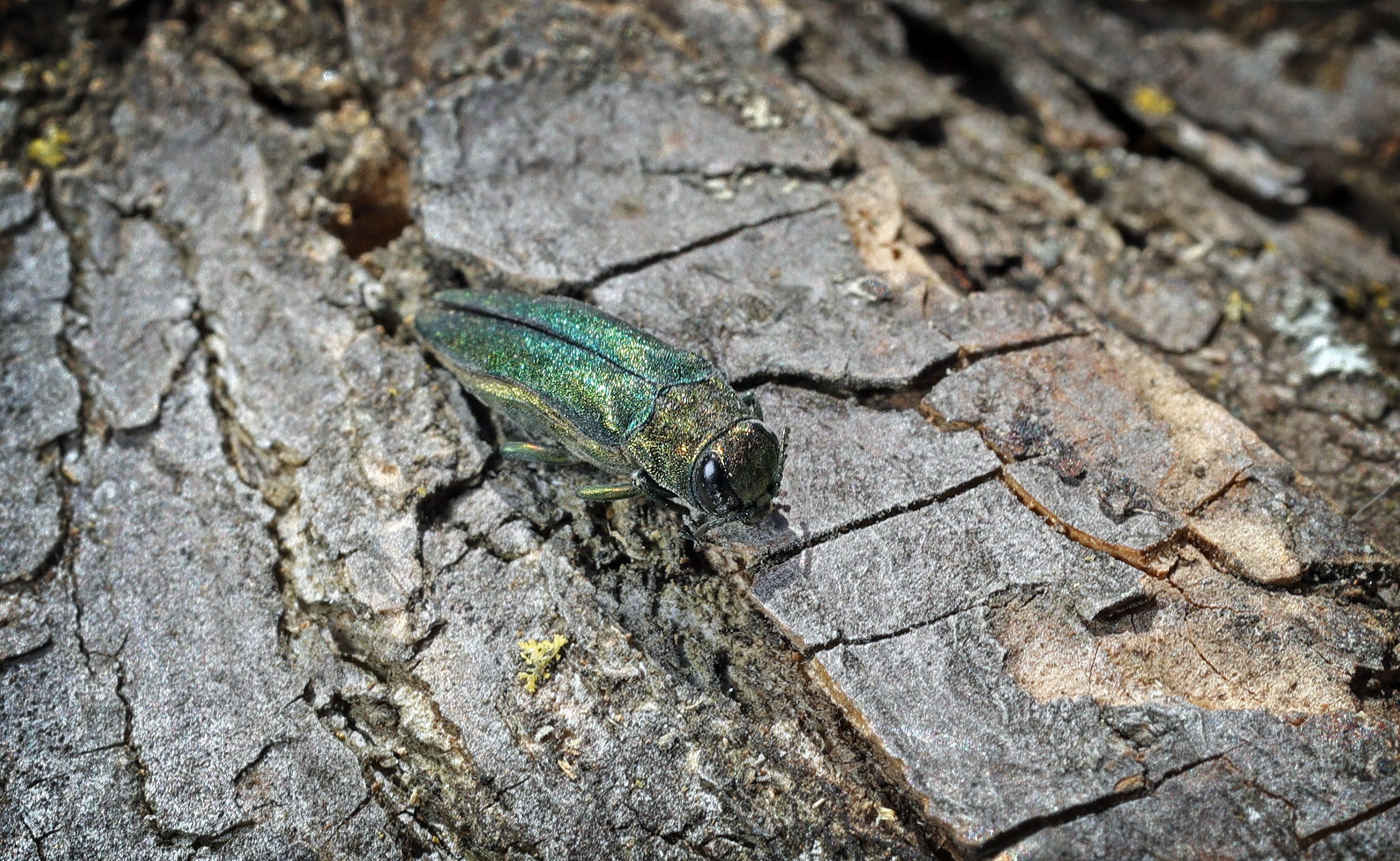 Growing Together: What can homeowners do about emerald ash borer? - Vimarsana News