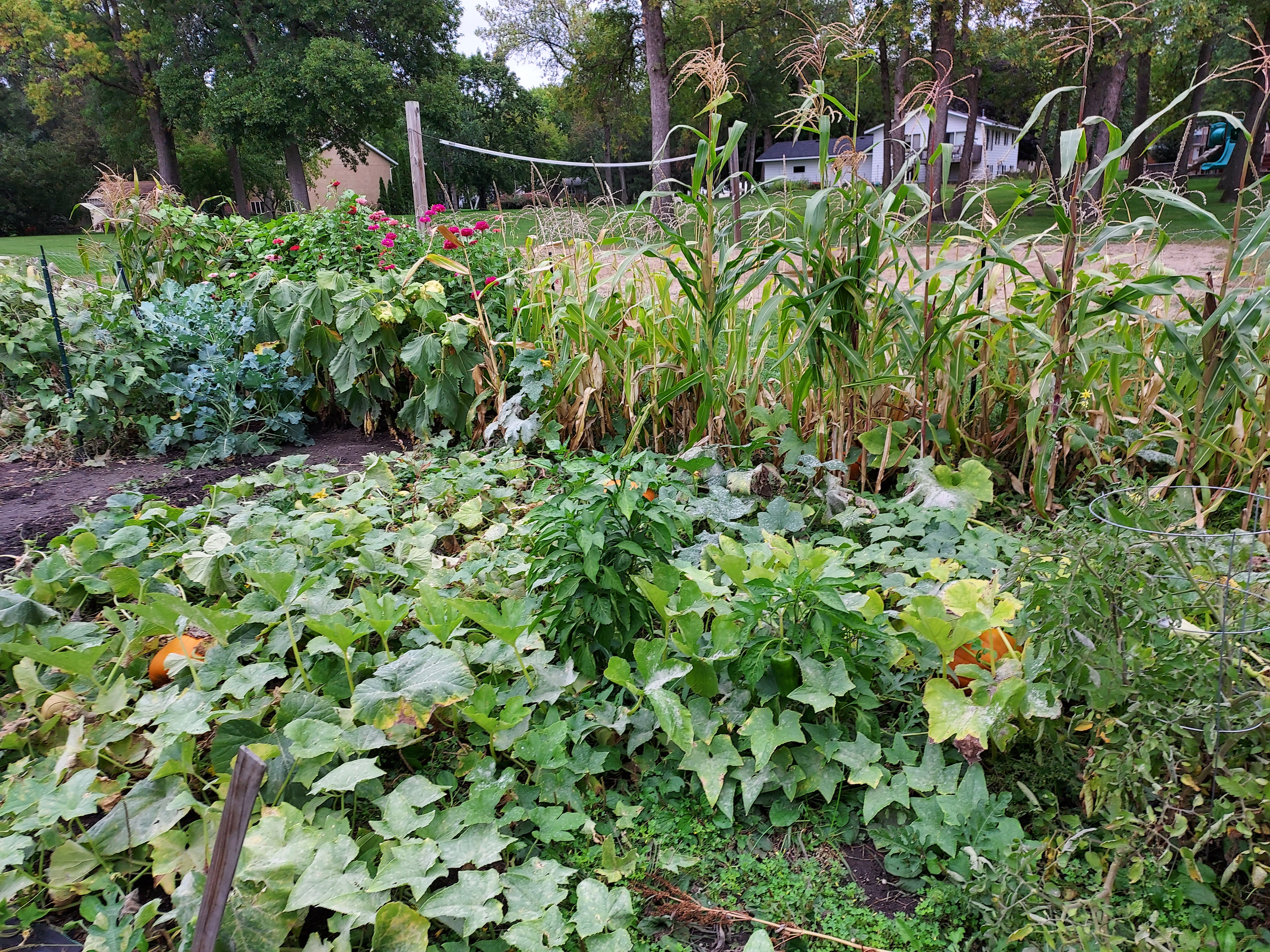 Community gardens offer a place to grow plants and friendships - Vimarsana News