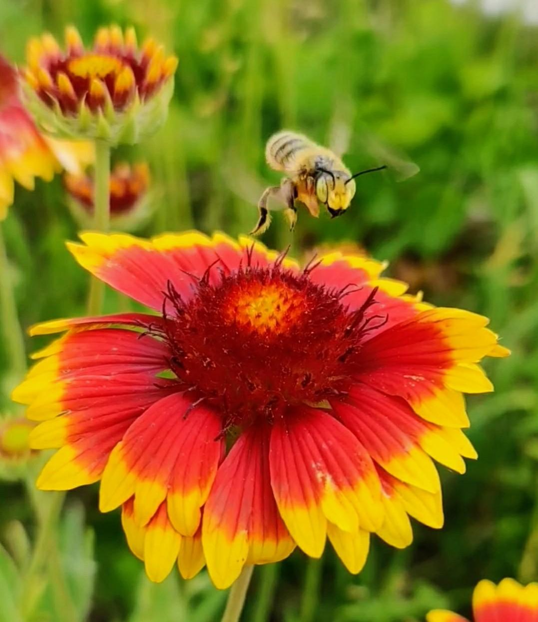 There are plenty of options when it comes to planting lawns and flowers for pollinators - Vimarsana News