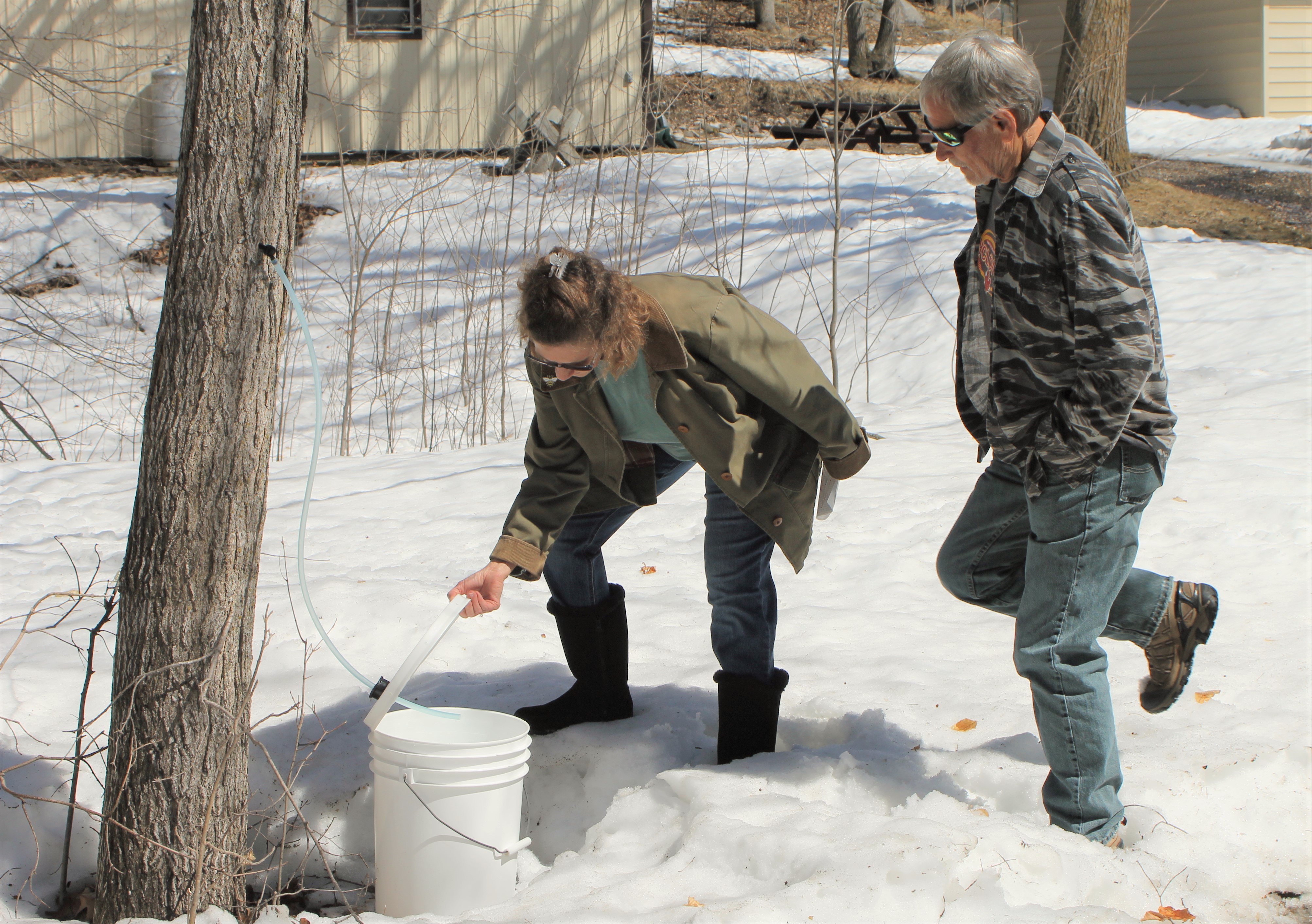 Local maple syrup producers are still waiting for the sap to run - Vimarsana News
