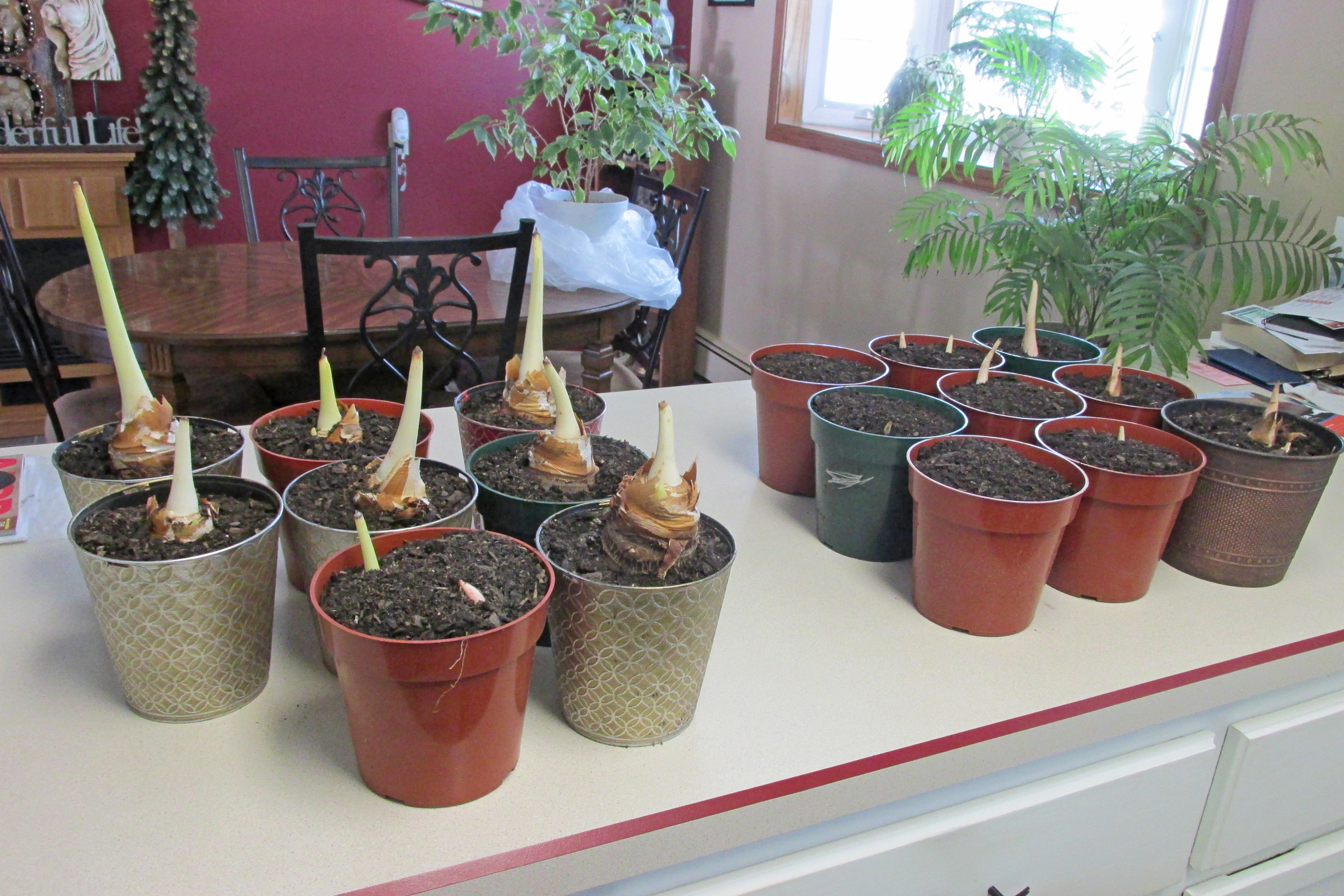 Start new plants now - Vimarsana News