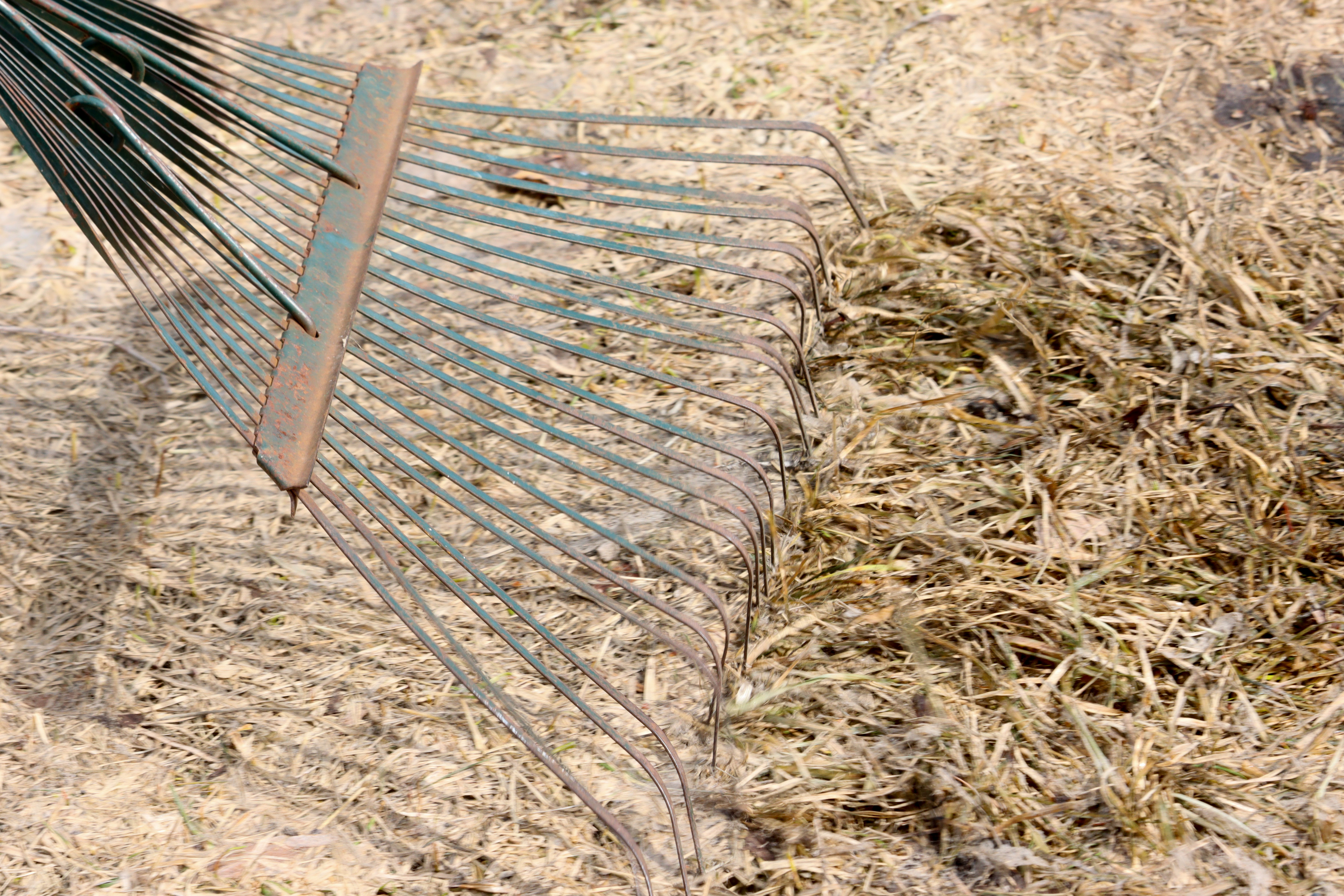 Snow mold and vole damage rampant on region's lawns - InForum | Fargo, Moorhead and West Fargo news, weather and sports - Vimarsana News