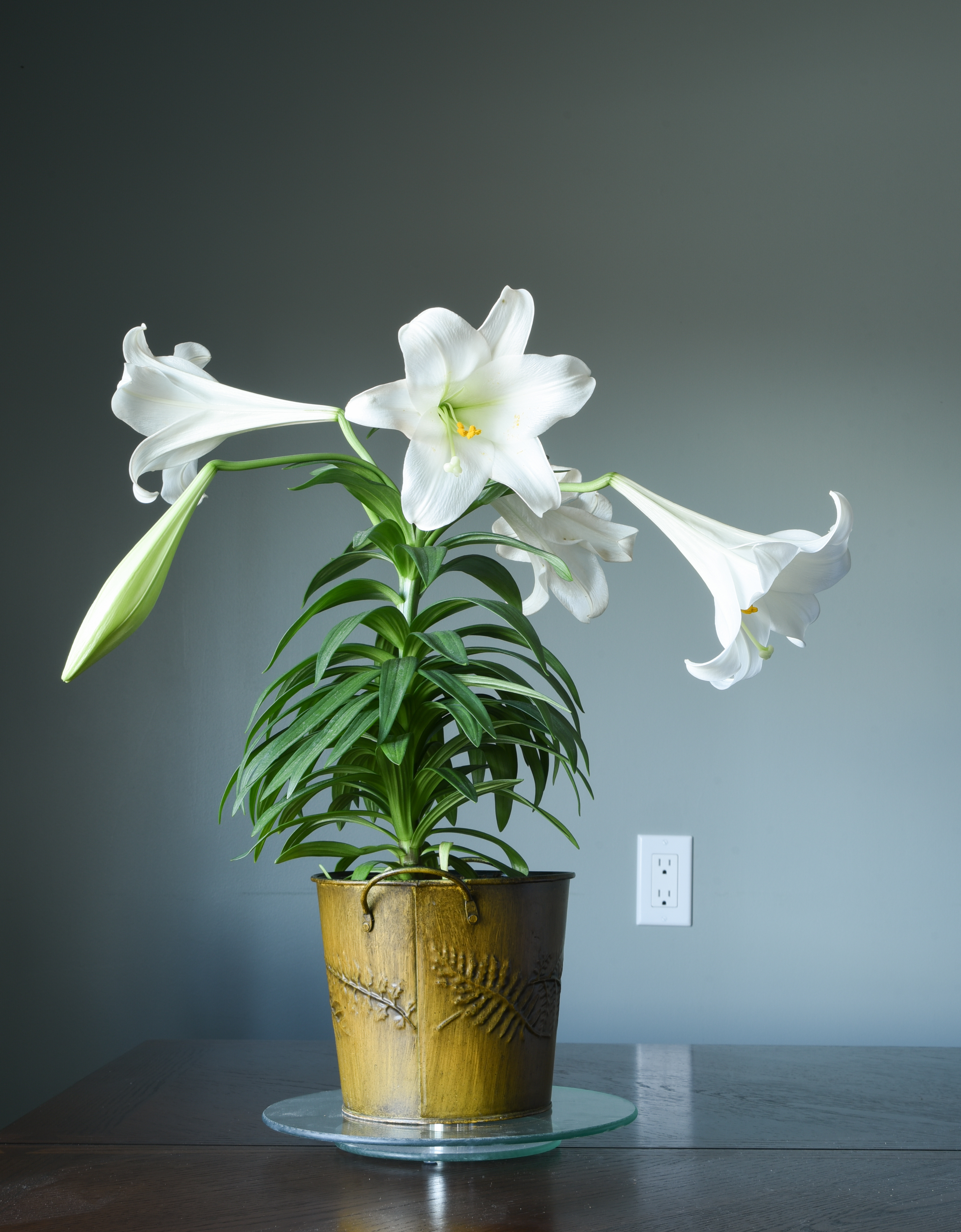 Ask the Master Gardener: Easter lilies unlikely to survive being planted in a garden - Vimarsana News
