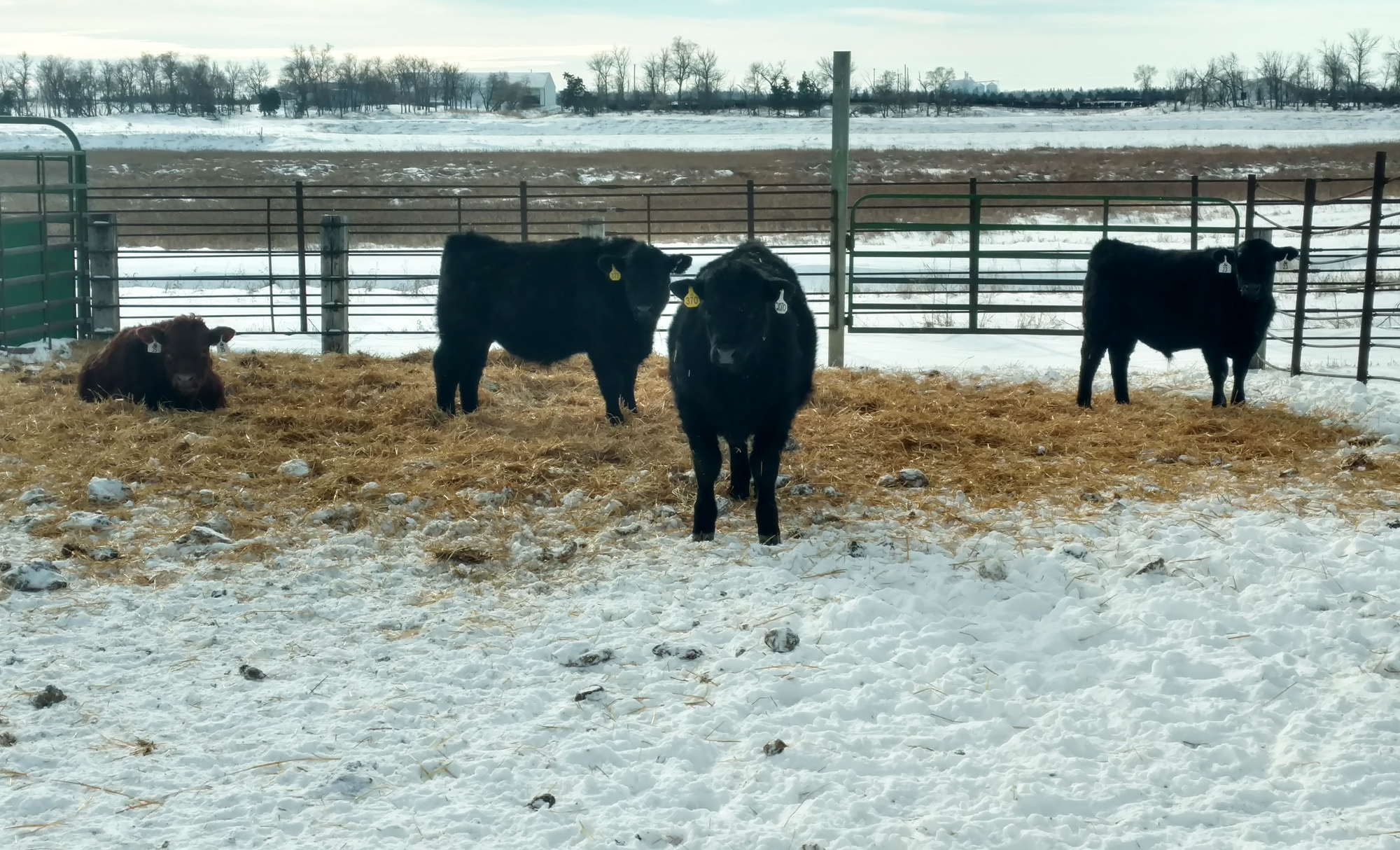 North Dakota Angus University Feed-out begins in June - Vimarsana News