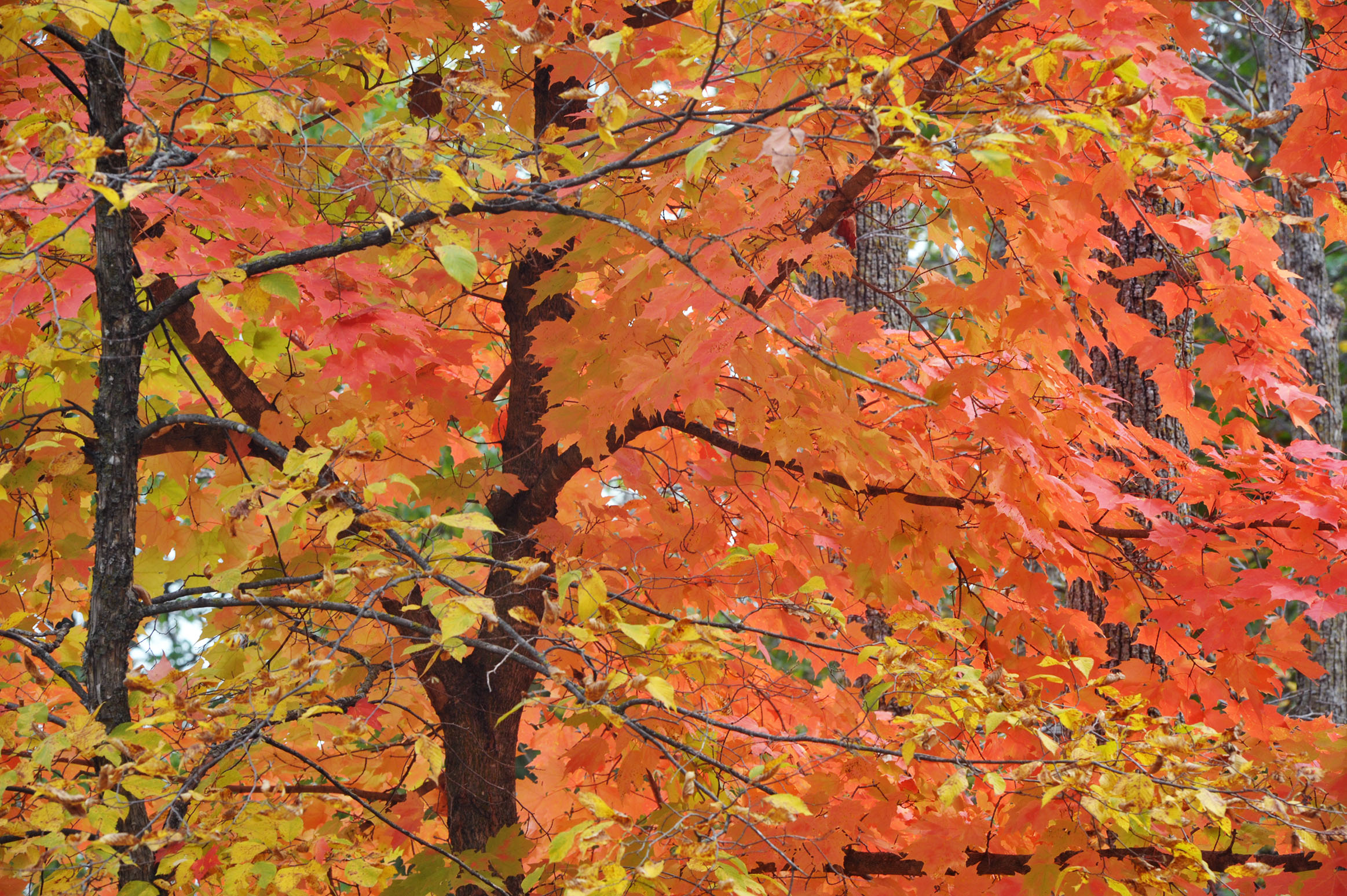 Master Gardener Sue Morris: The more species of a tree, the more pests - Vimarsana News