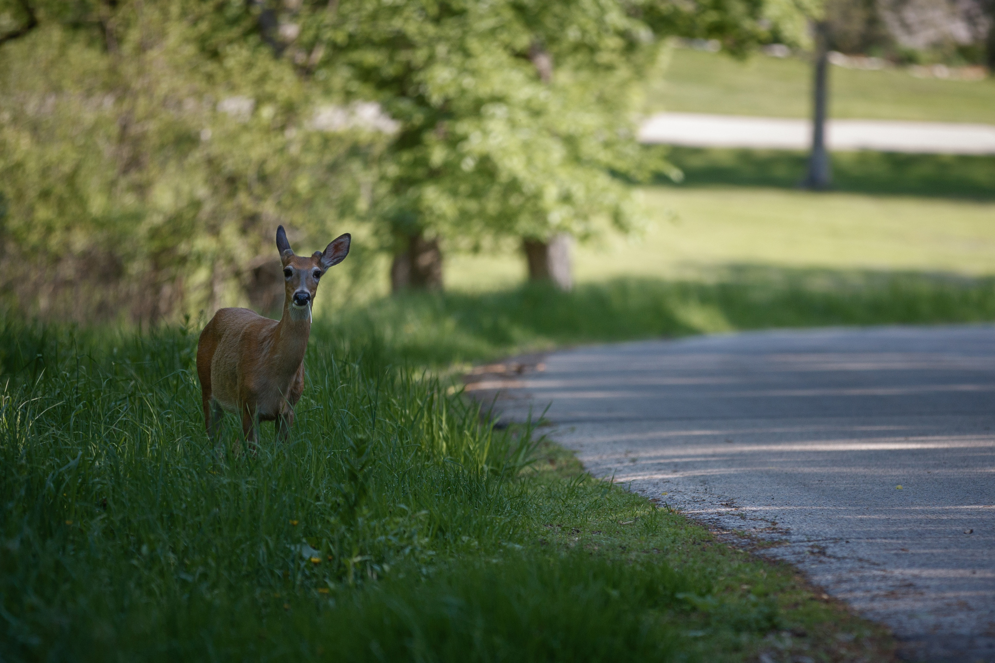 How much wildlife is roaming around Rochester? - Vimarsana News