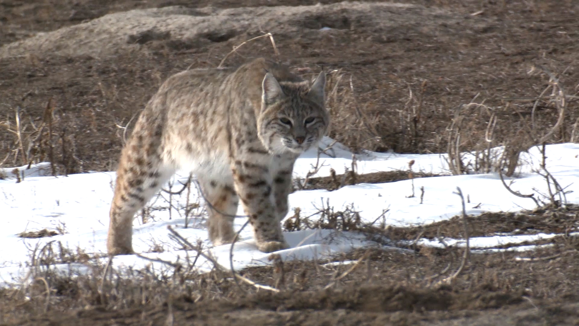 Sighting reported on East Grand Forks side of the Greenway most likely a bobcat — not a mountain lion - Vimarsana News