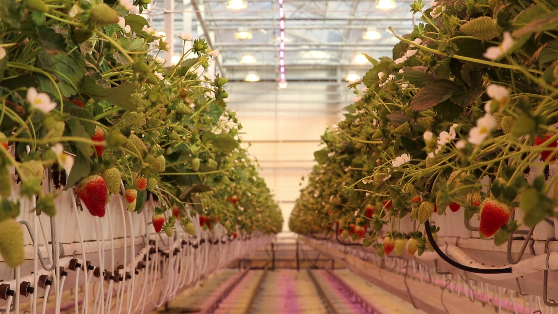 3M looks to become increasingly involved in the greenhouse industry - Vimarsana News