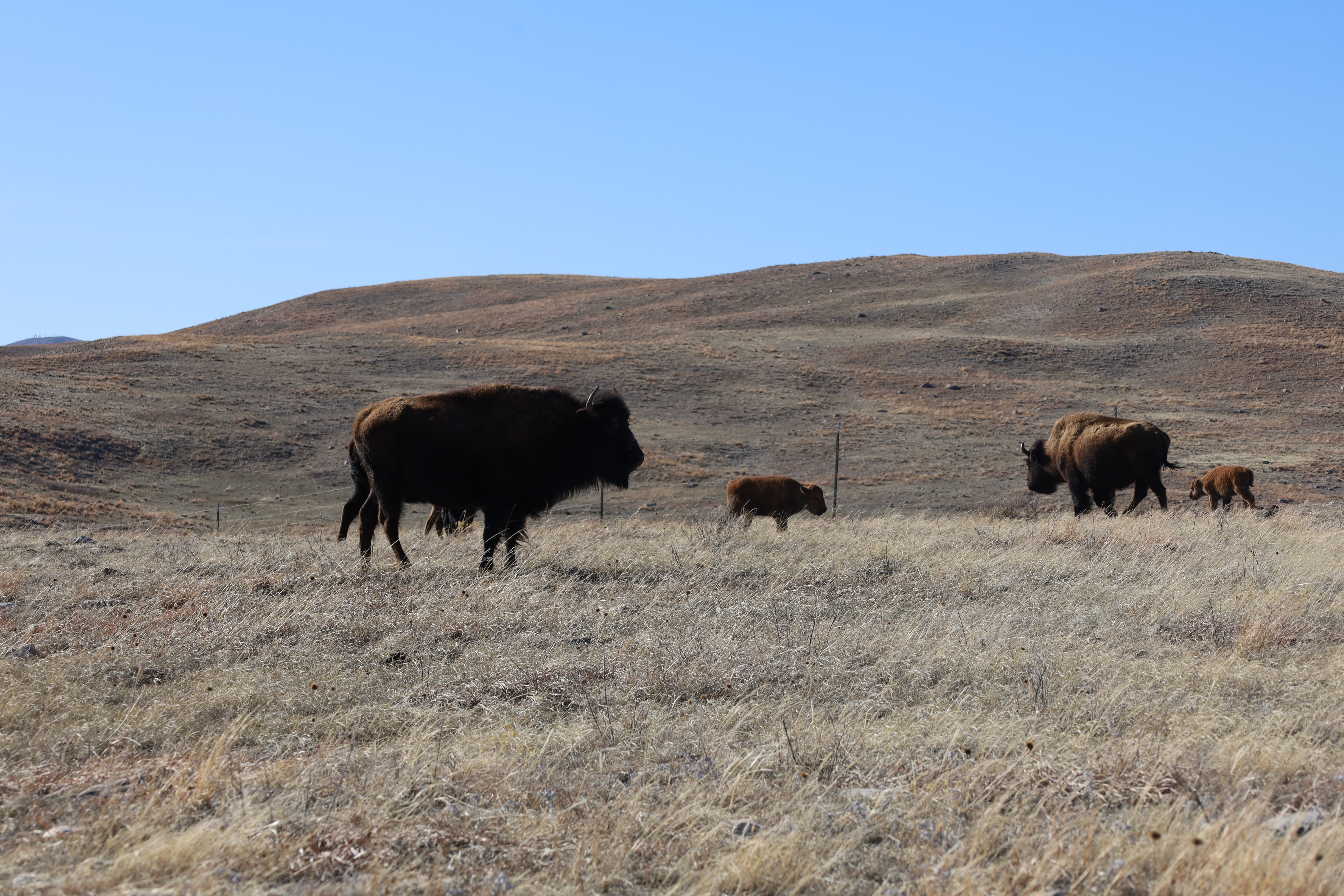 Bison calving season heats up in South Dakota - Vimarsana News
