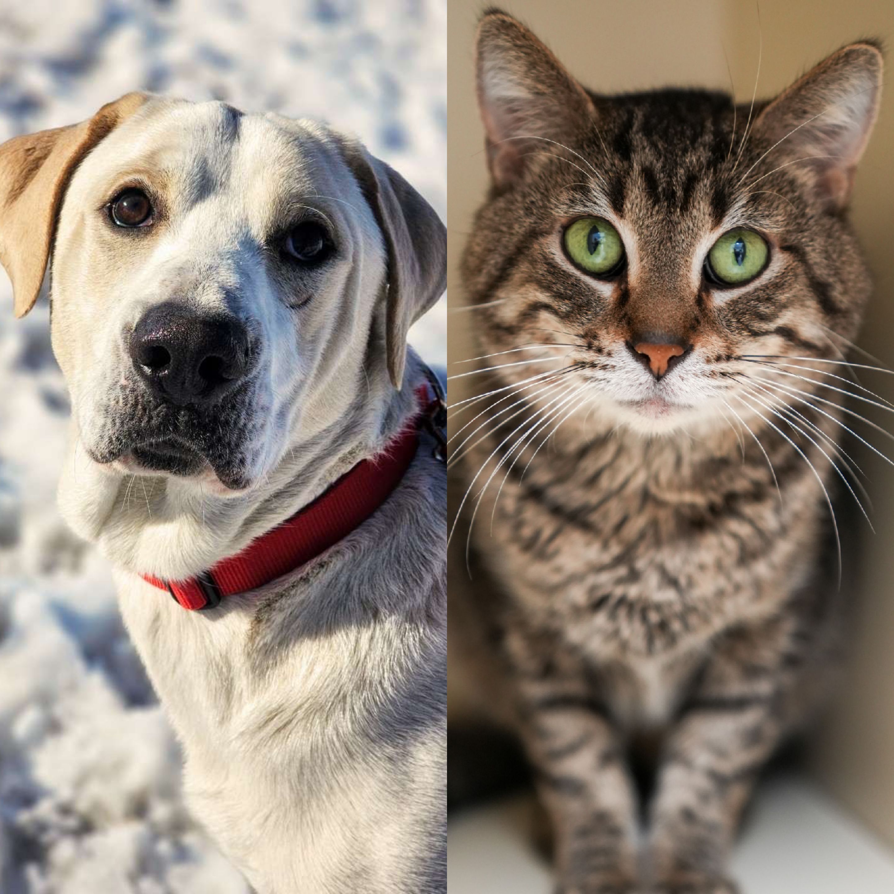 Pets of the Week: Meet Bacon and Doughnut - Vimarsana News