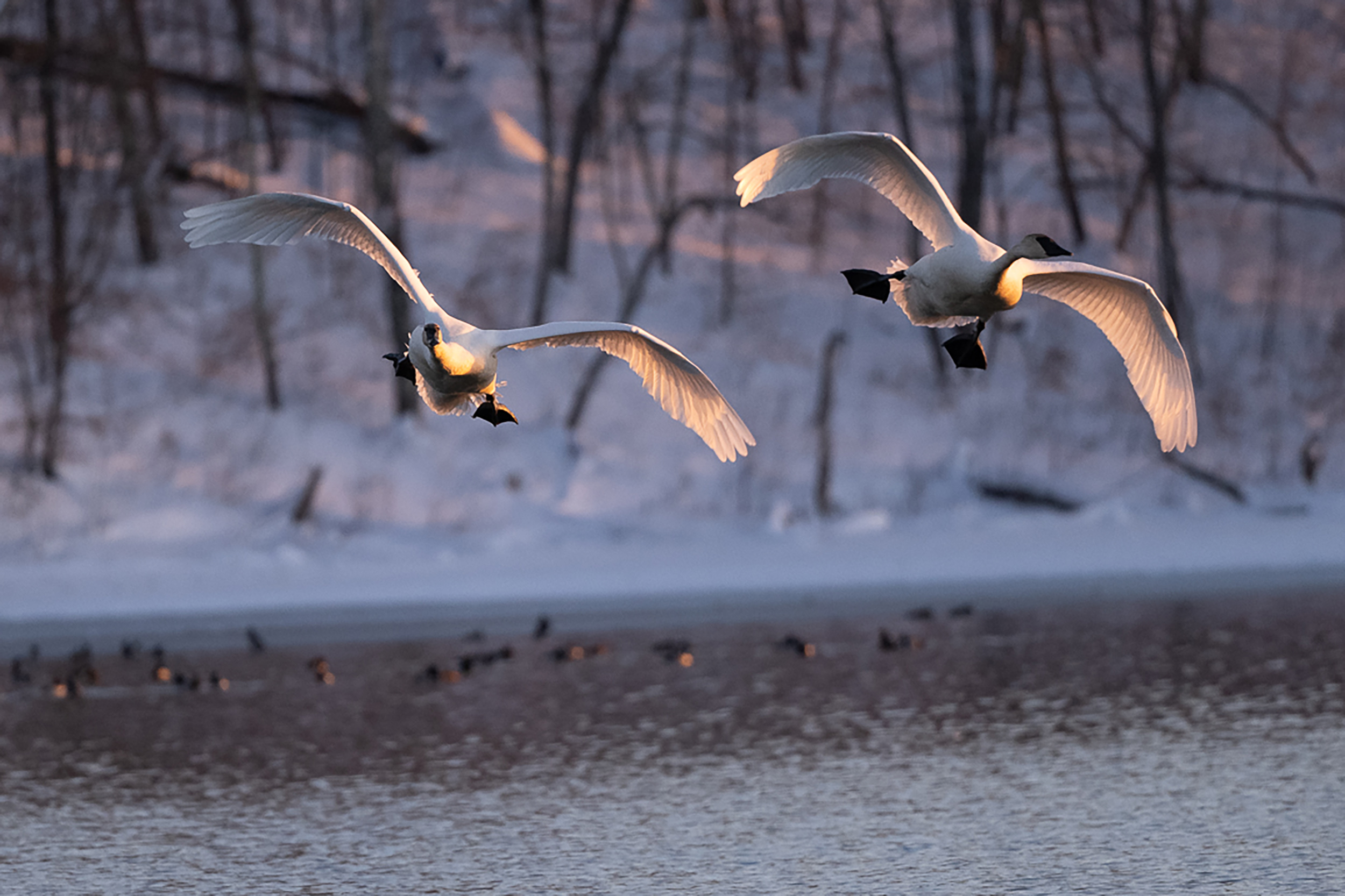 Swans at sunset - Vimarsana News