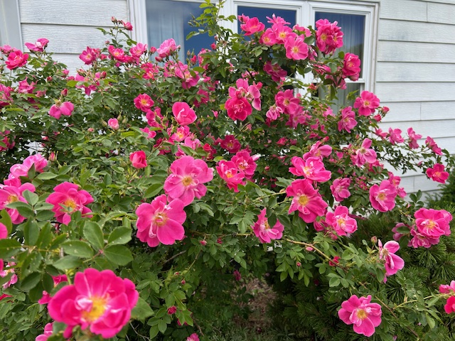 Master Gardener Sue Morris: New hardy roses introduced every year - Vimarsana News