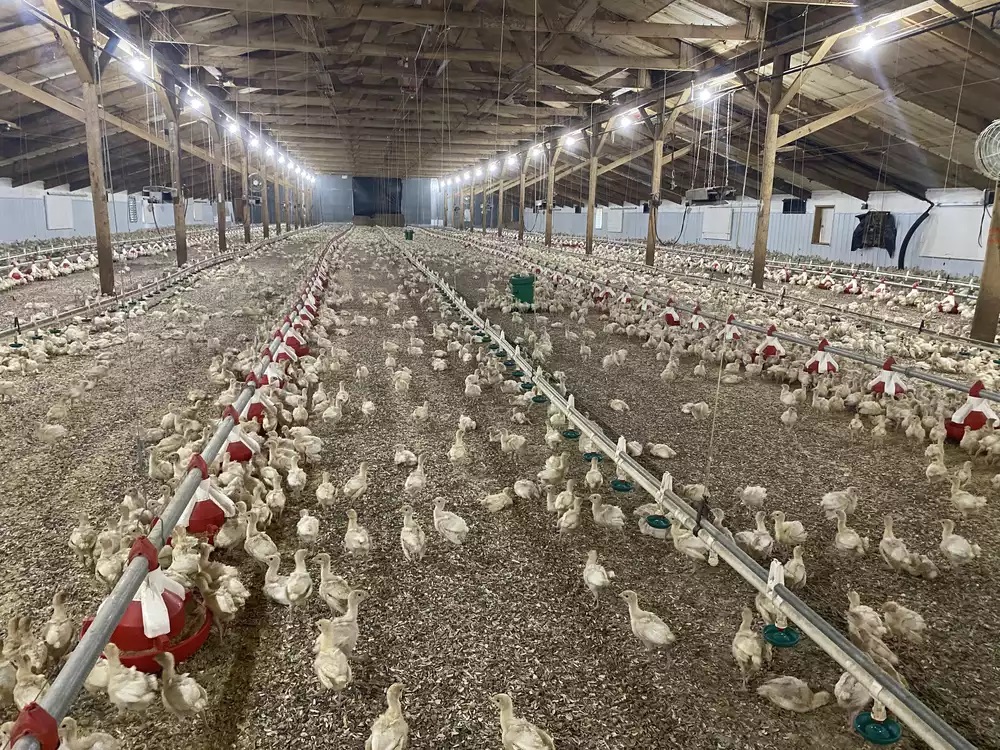 Minn. health officials, poultry farmers brace for likely return of avian flu - Vimarsana News