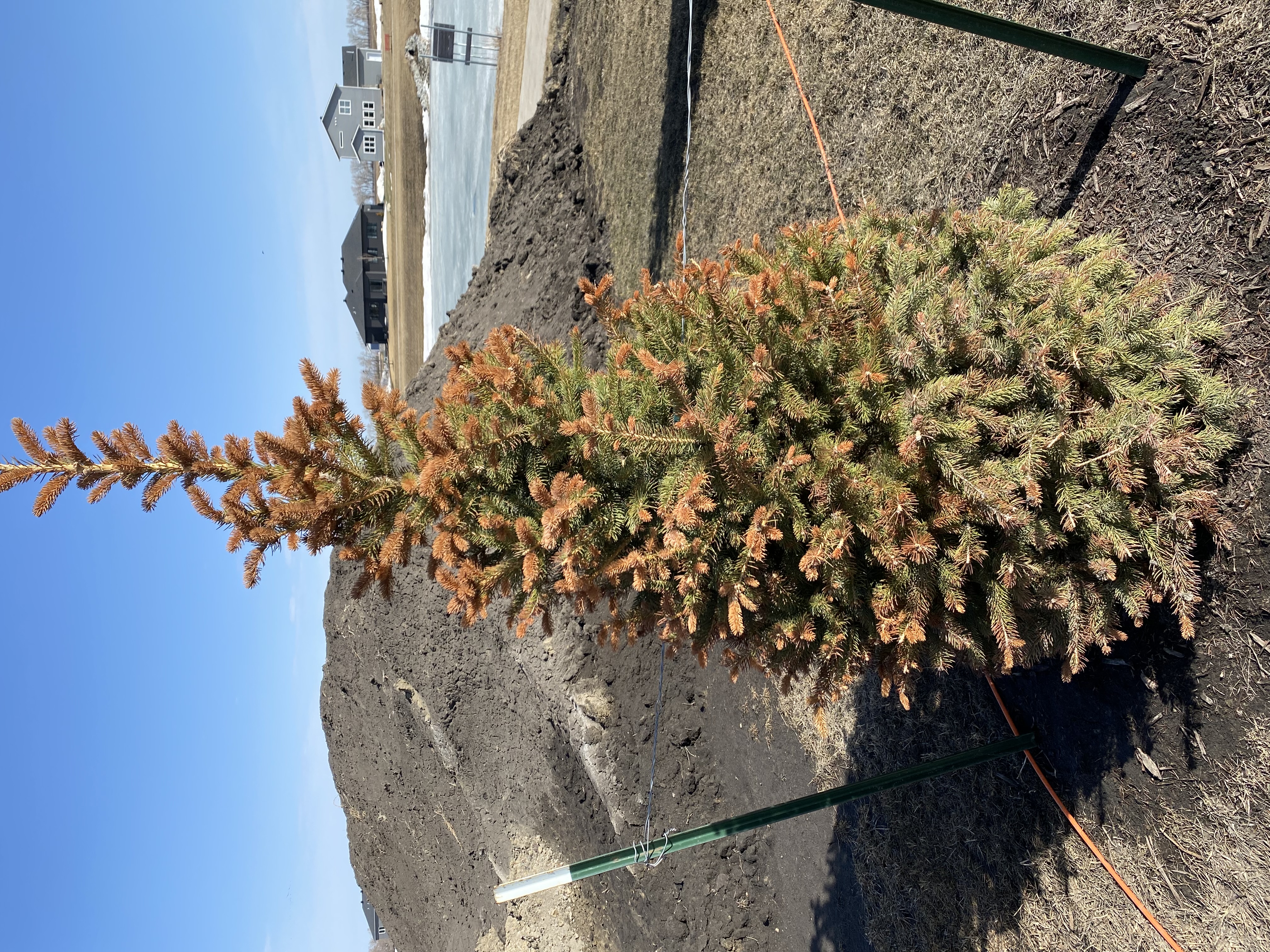 Fielding Questions: Evergreen winterburn, burlap wrap removal, chainsaw pruning caution - Vimarsana News