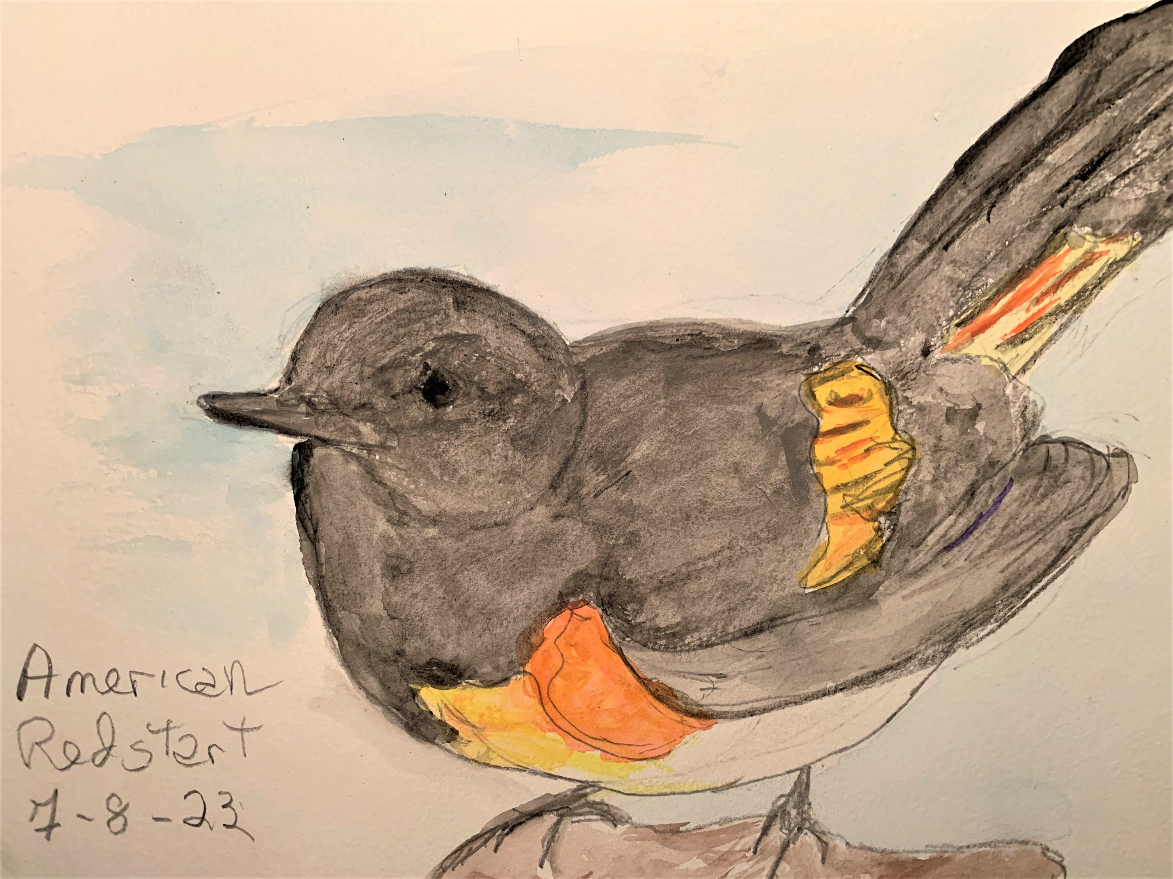 Always in season: A string of adjectives describes the bright redstart - Vimarsana News