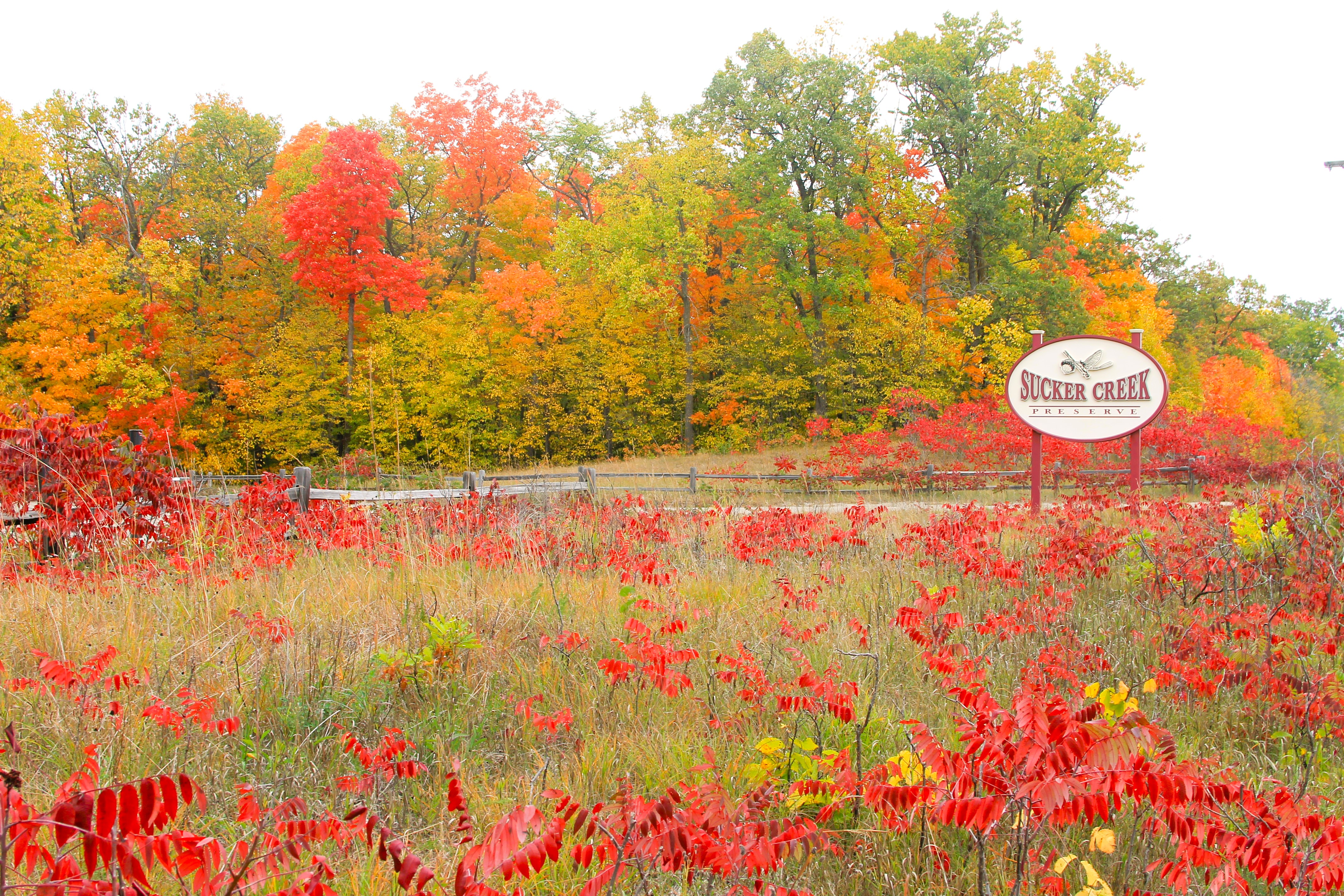Sucker Creek Preserve fall colors in bloom, bicycle concerns discussed - Detroit Lakes Tribune | News, weather, sports from Detroit Lakes, Minnesota - Vimarsana News