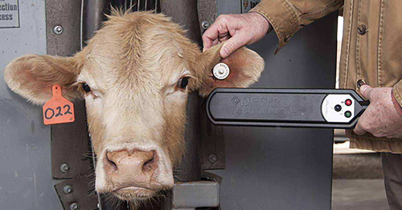 North Dakota's state veterinarian says EID for cattle is nothing to get upset about - Vimarsana News