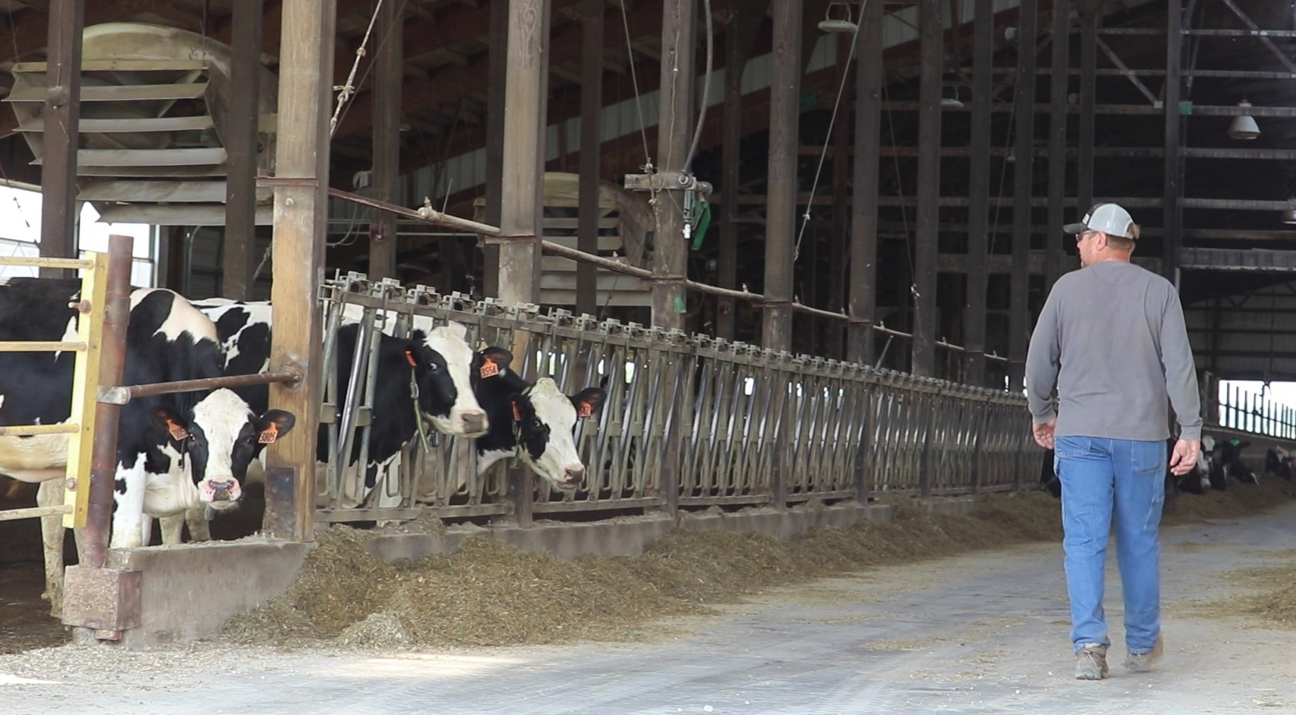 Southeast Minnesota dairy farms grapple with marketing milk - Vimarsana News