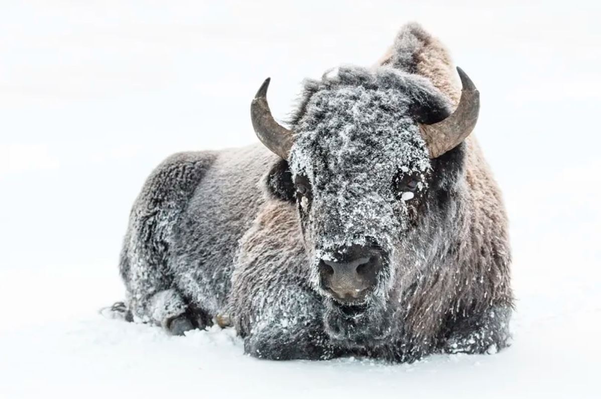 North Dakota bison processing plant expands as more people seek healthier protein - Vimarsana News