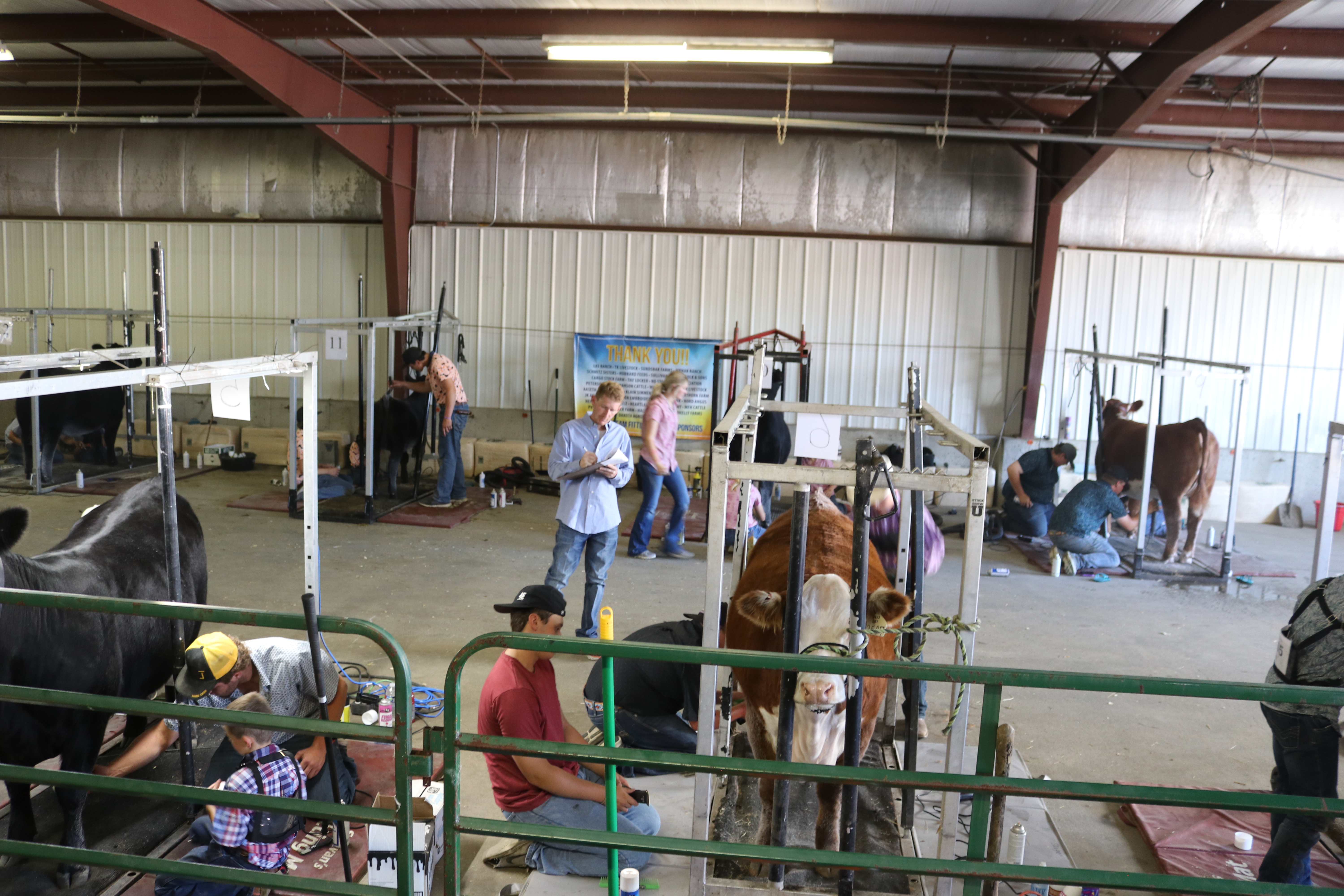 North Dakota State Fair livestock show participants get animals ready to shine - Vimarsana News