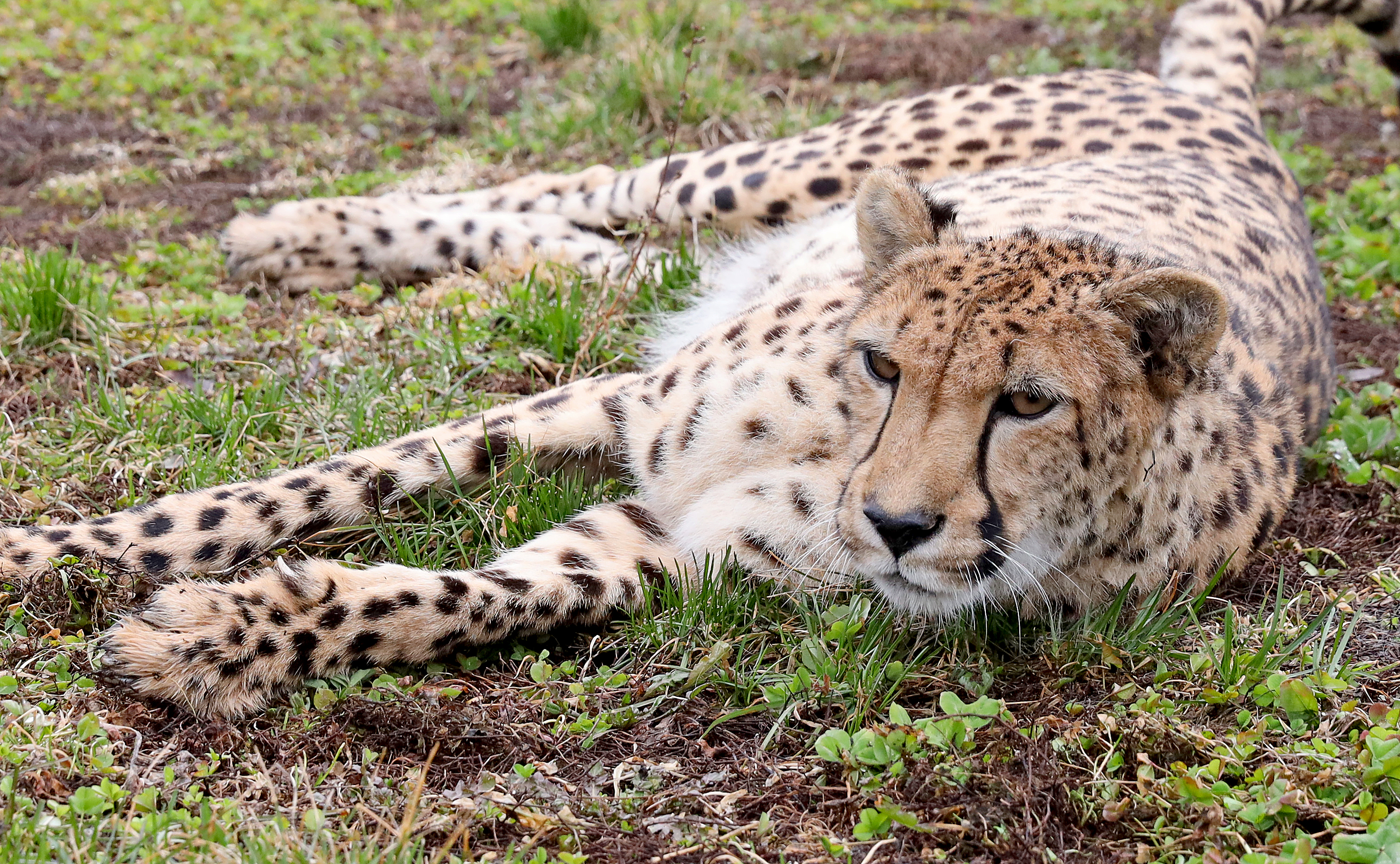 Biz Buzz: Safari North opens this weekend - Vimarsana News