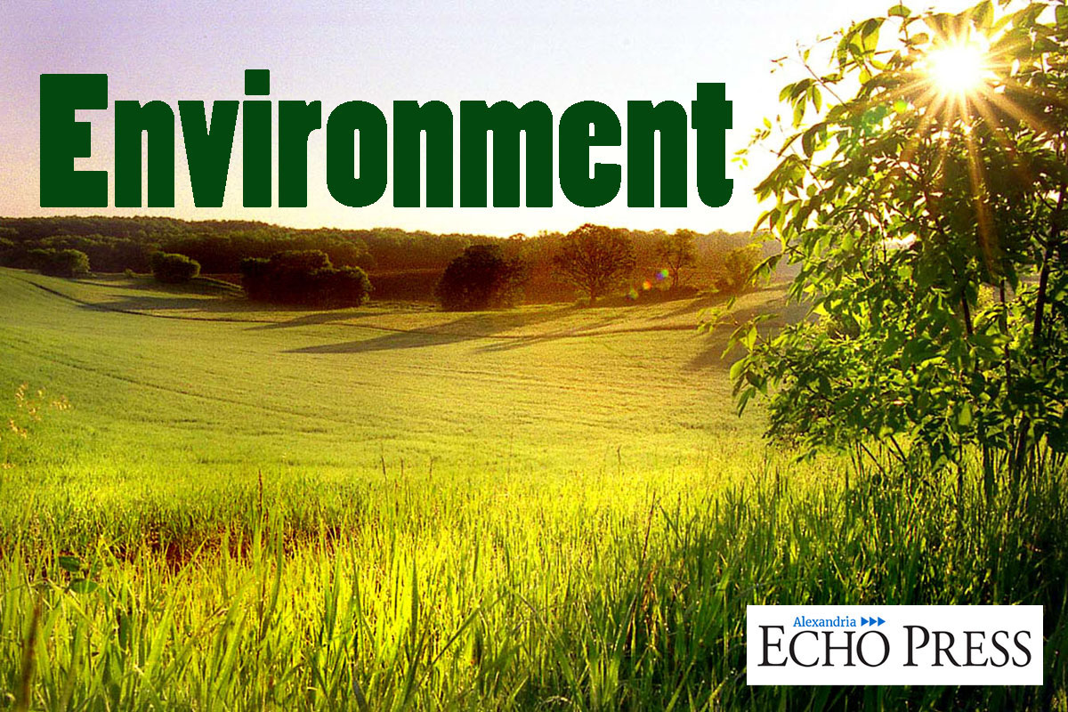 Fungi contribute to loss of strength in trees attacked by emerald ash borer - Vimarsana News