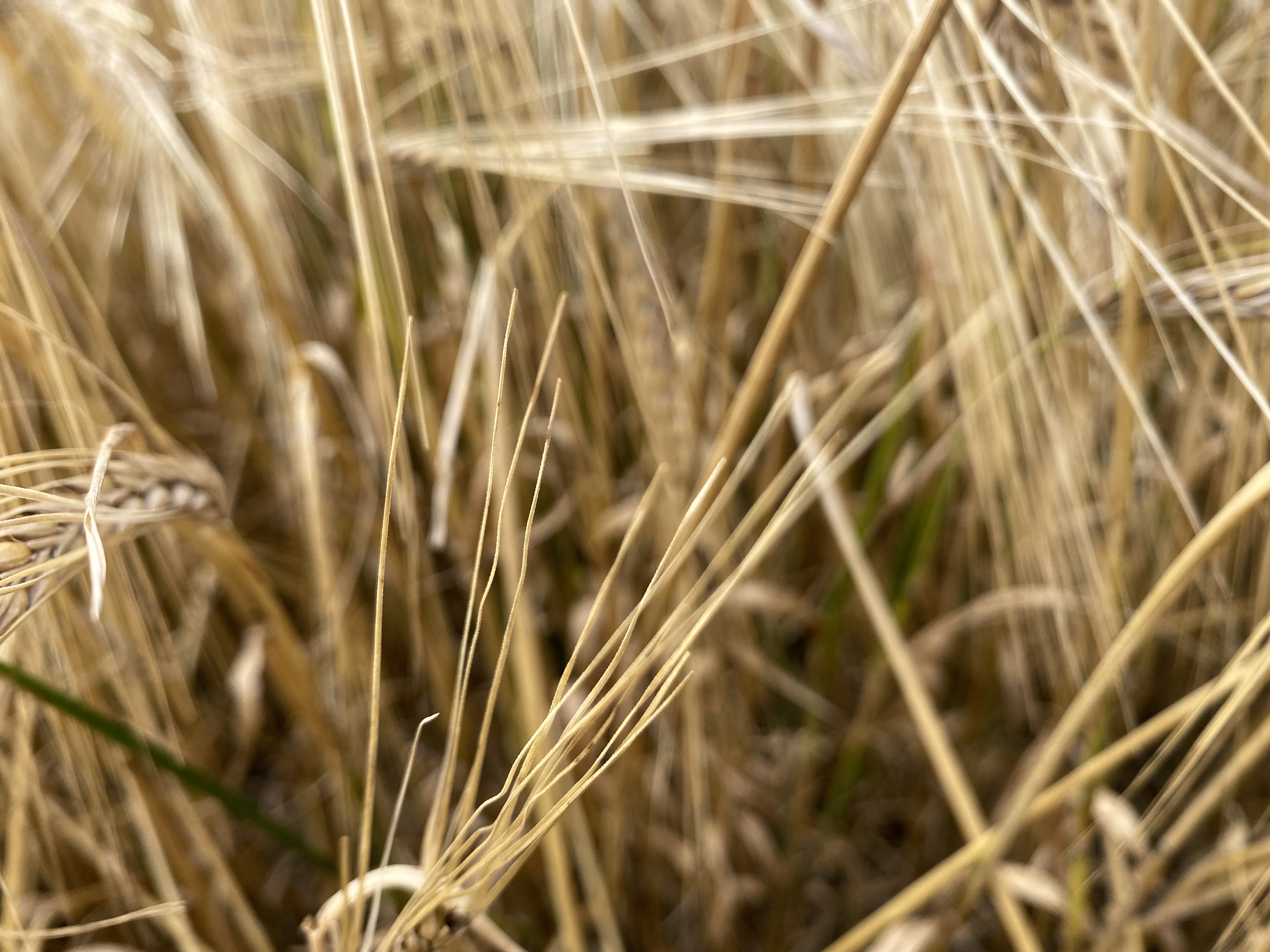 War on Ukraine, removal of rain impacting market - Vimarsana News