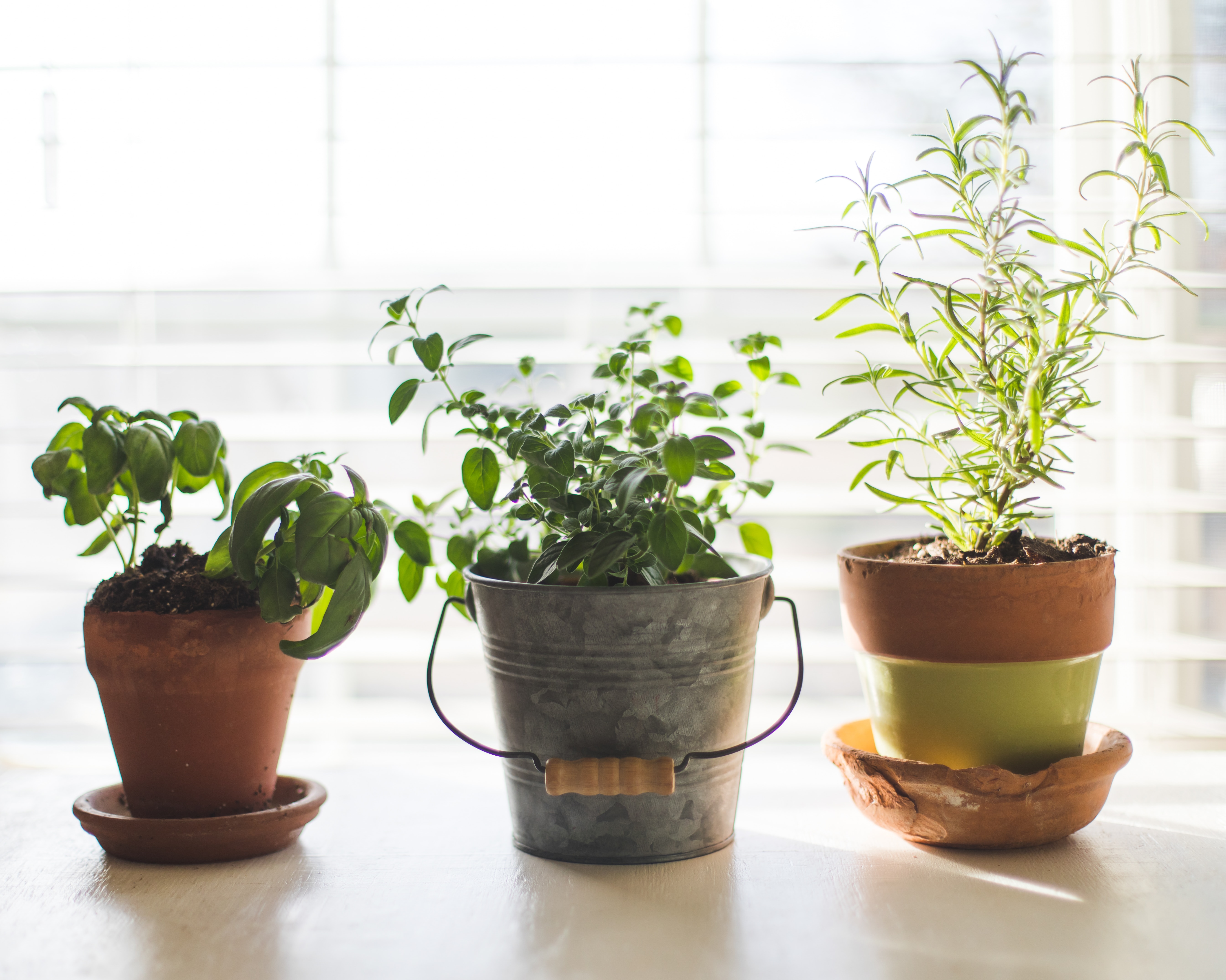 'Oh, SNAP!' – 'One Vegetable, One Community' offers free herb seed packets - Wadena Pioneer Journal | News, weather, sports from Wadena Minnesota - Vimarsana News