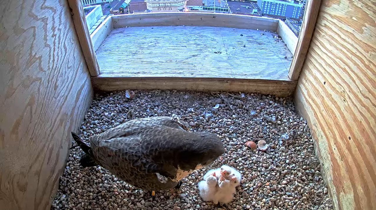 Fourth, final Mayo peregrine falcon egg hatches - Vimarsana News
