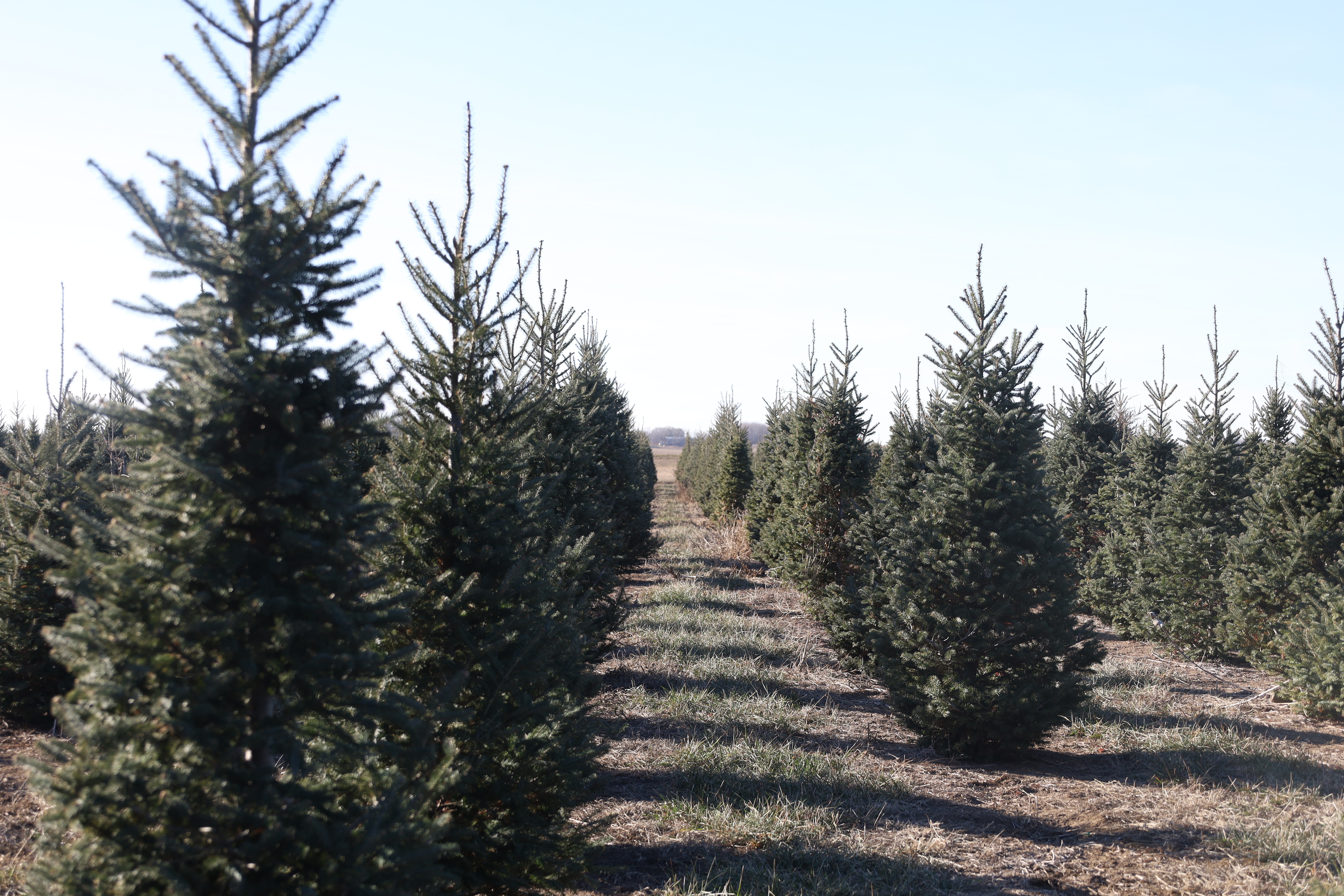 For Christmas tree farms, harvest is a long wait and drought can wreak havoc for years - Vimarsana News