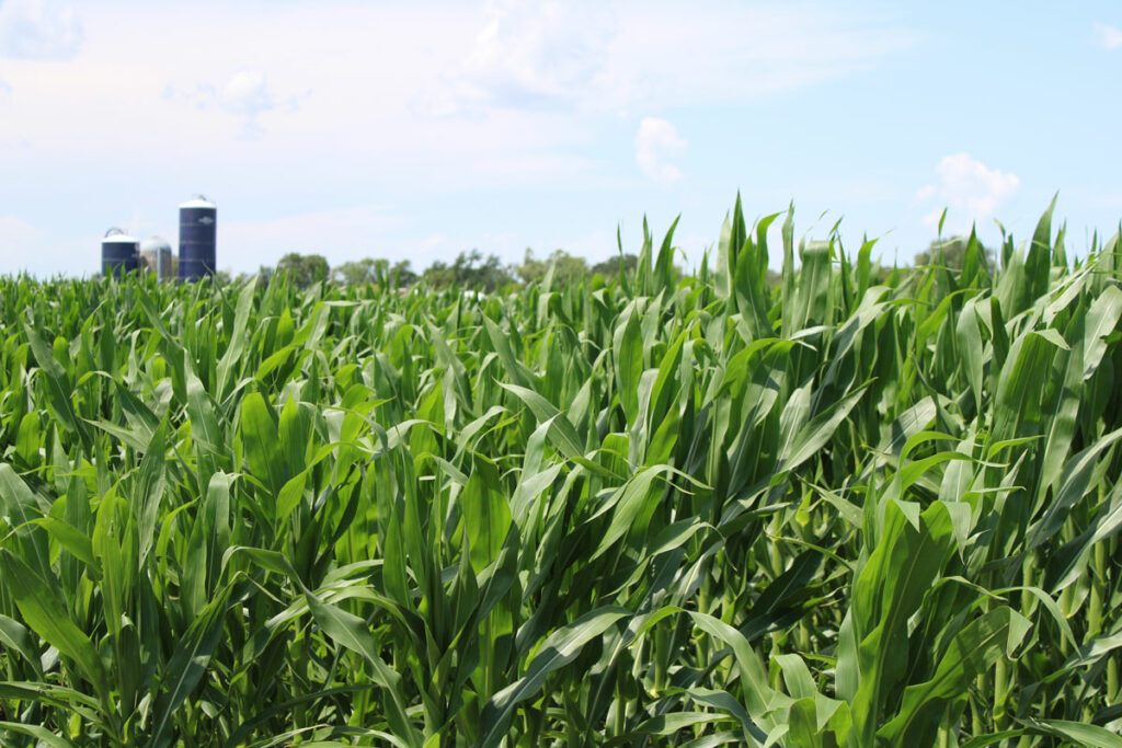 South Dakota farm income predicted to fall, but farmers remain optimistic - Vimarsana News