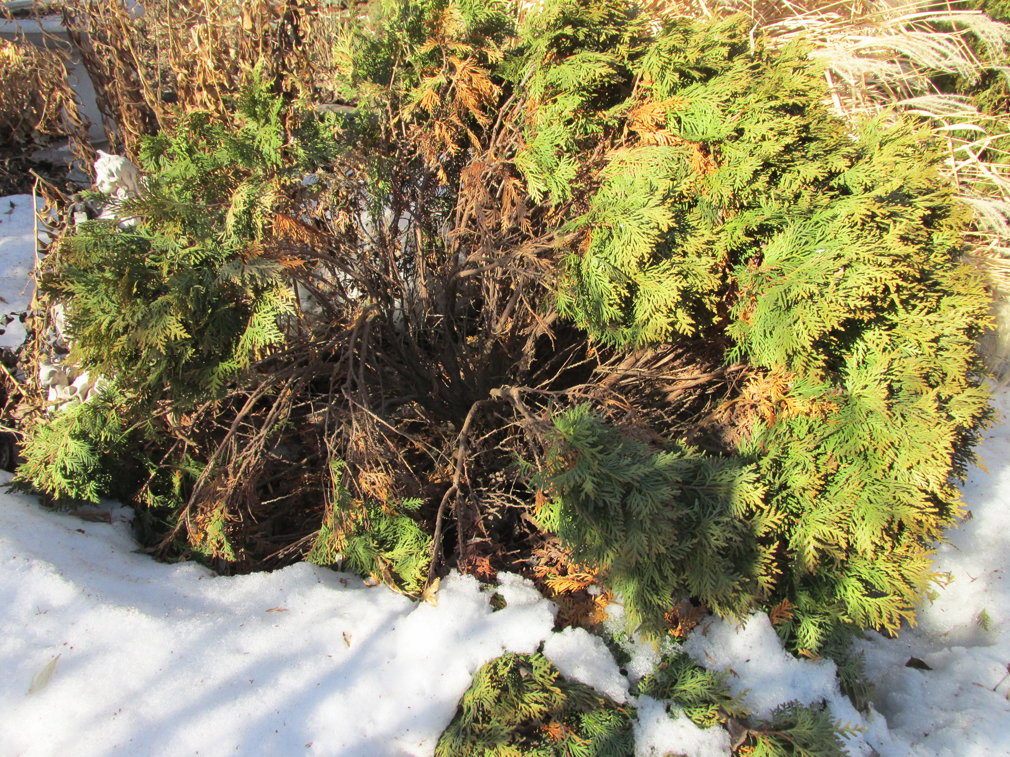 The melting of the snow can show winter's damage - Vimarsana News
