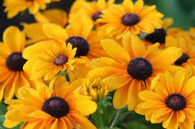 Controlled fires planned for Duluth city wildflower plots - Vimarsana News