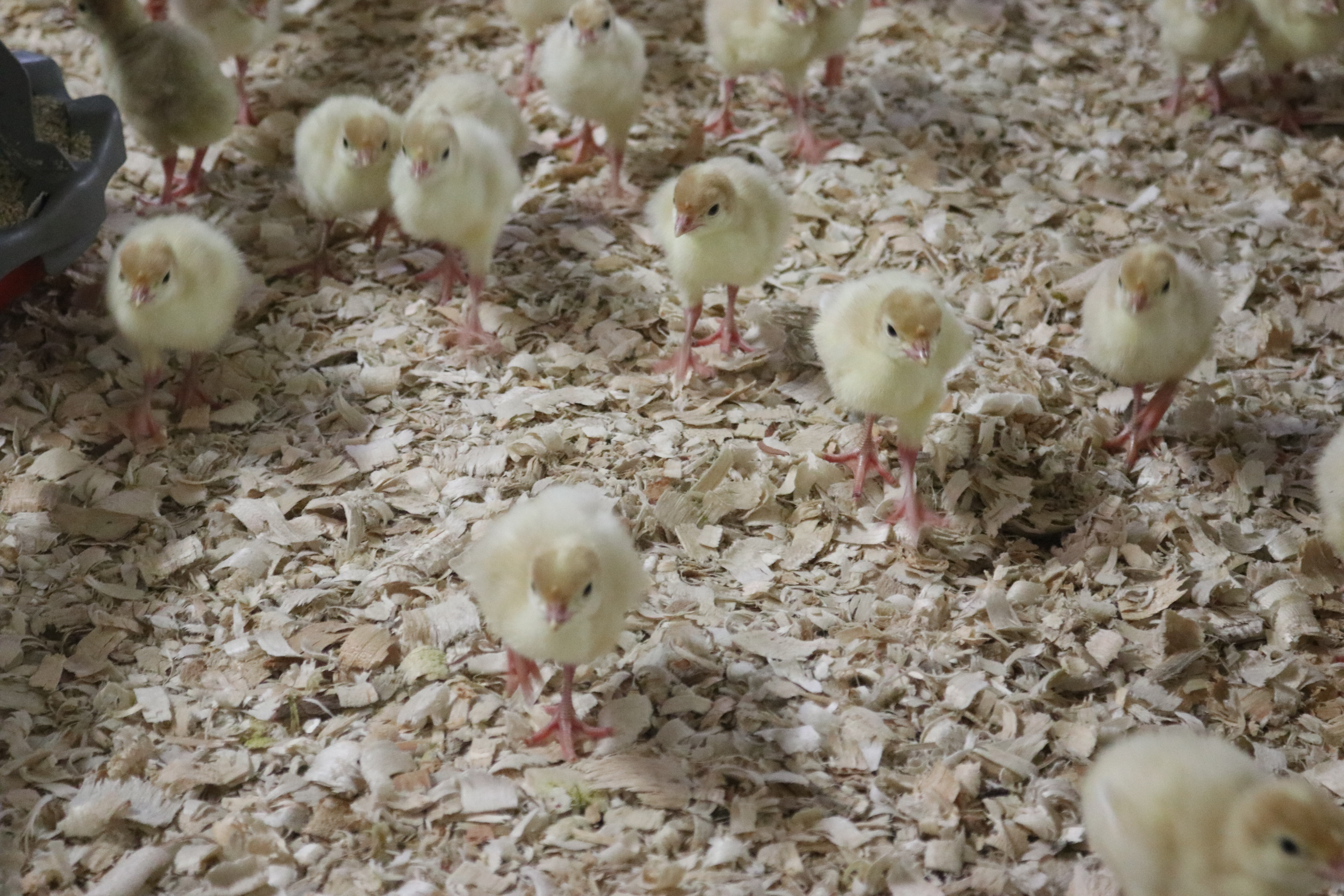Avian influenza could rise again as migratory season approaches - Vimarsana News