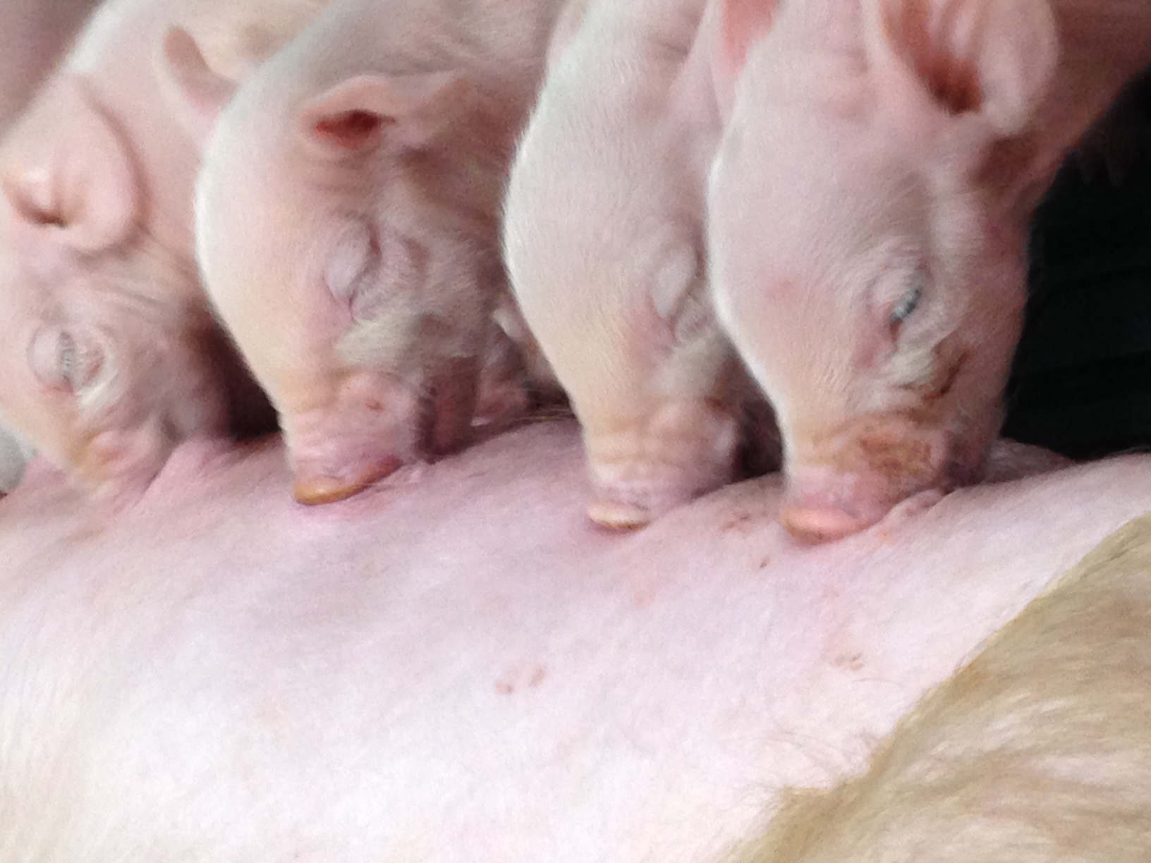 Schafer Farms spreads hog farm work across multiple states and generations - Vimarsana News