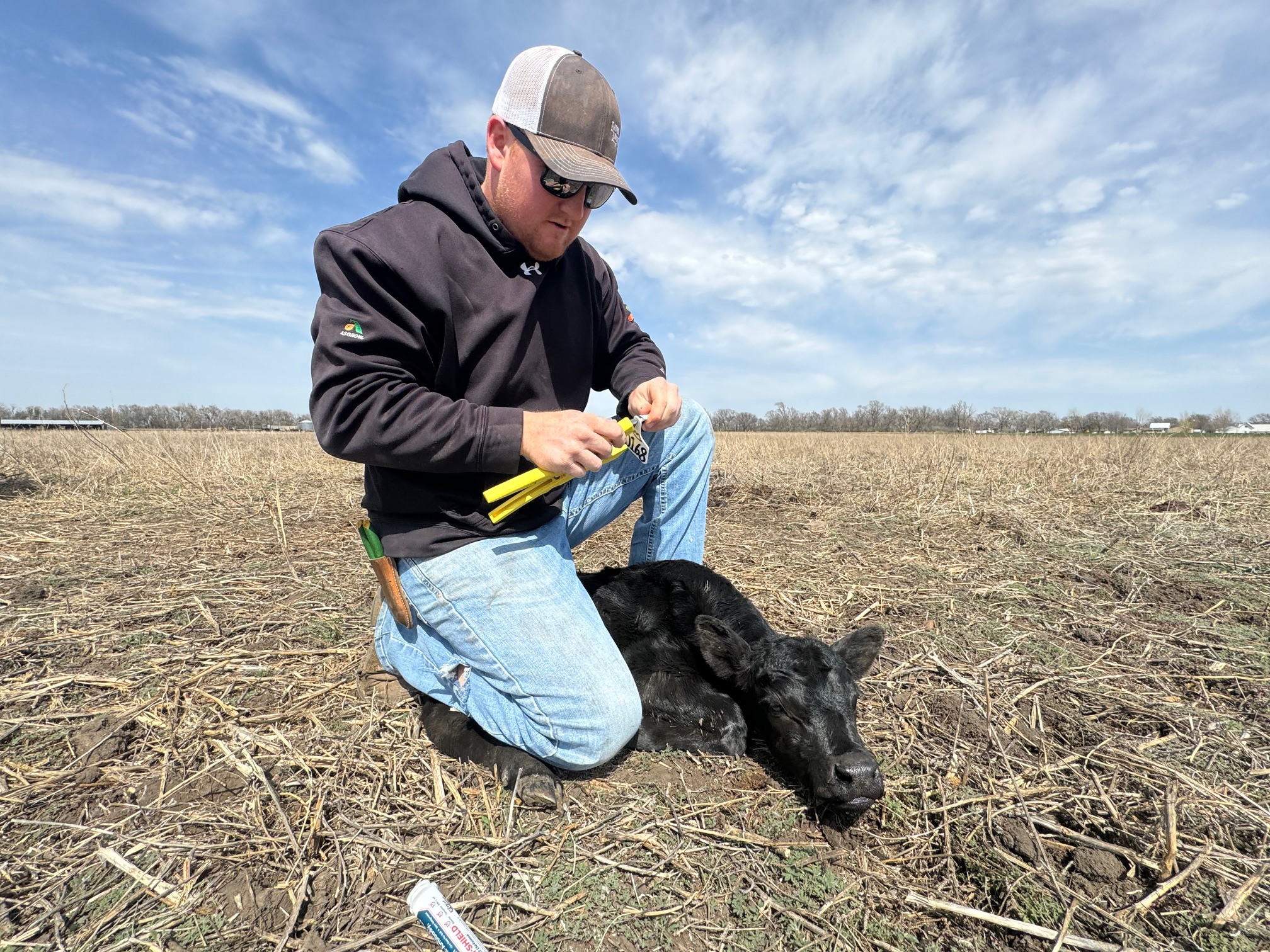 Working cattle is a young man's game for Mason Mayer - Vimarsana News