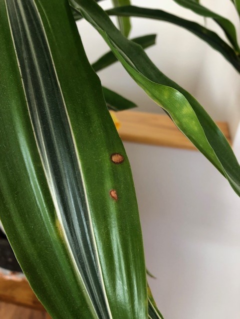 Fielding Questions: Houseplant disease, mealybug control, apple trees not bearing - Vimarsana News